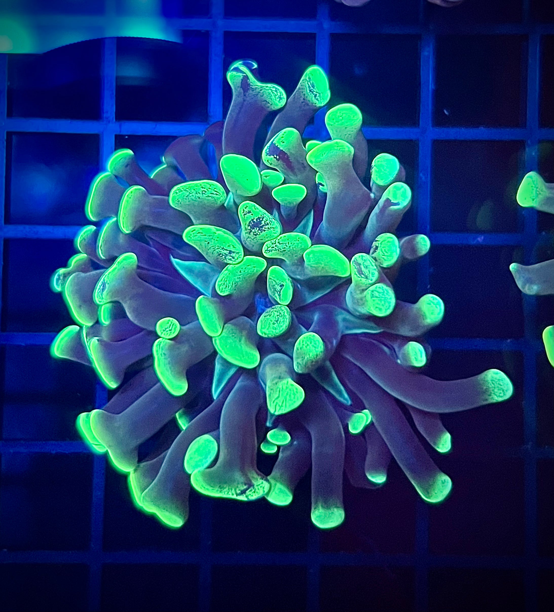 Green Splatter Hammer (WYSIWYG)