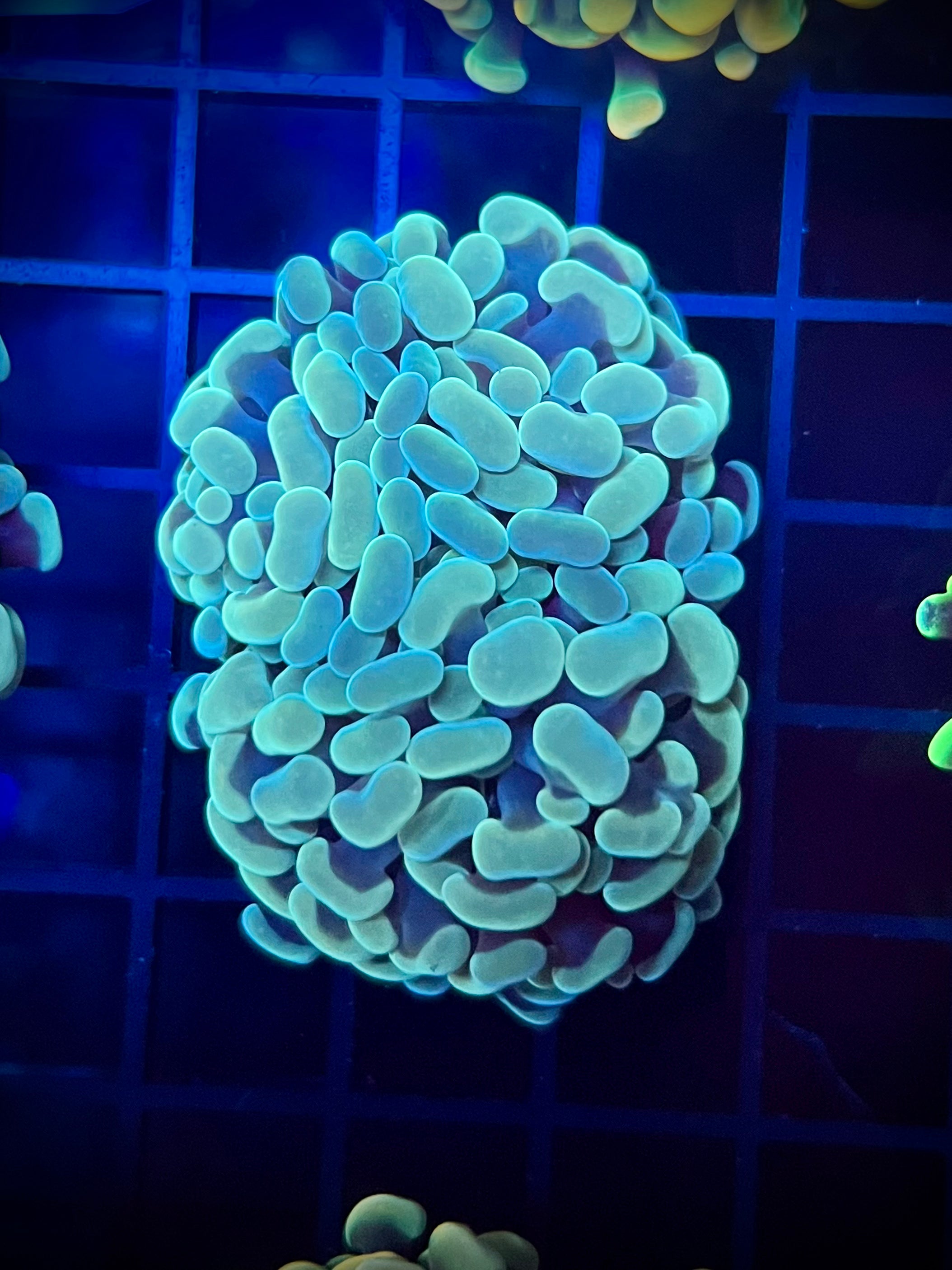 WWA Pill Bottle Hammer (WYSIWYG, multi-head)