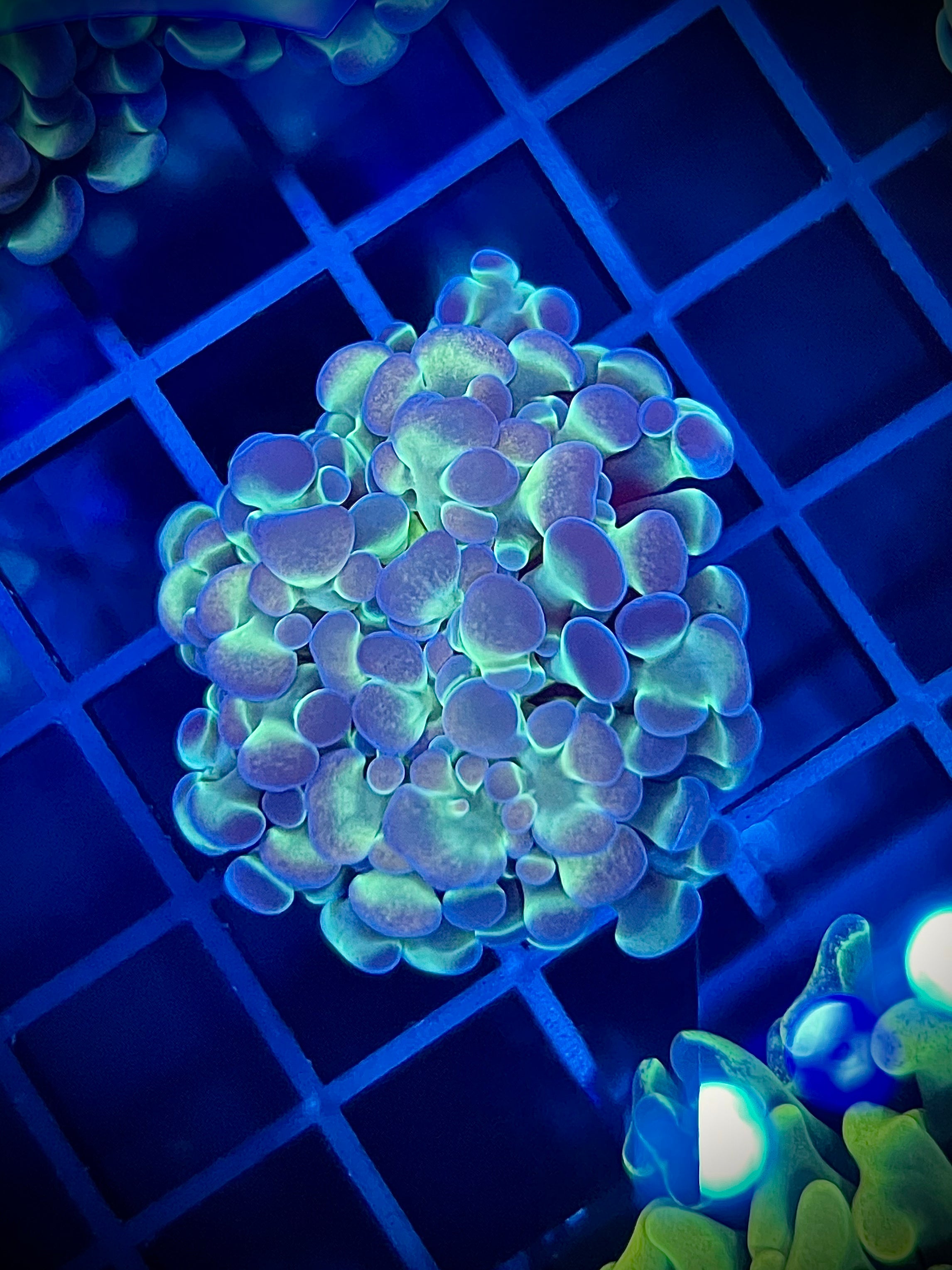 Hologram Hammer (WYSIWYG)