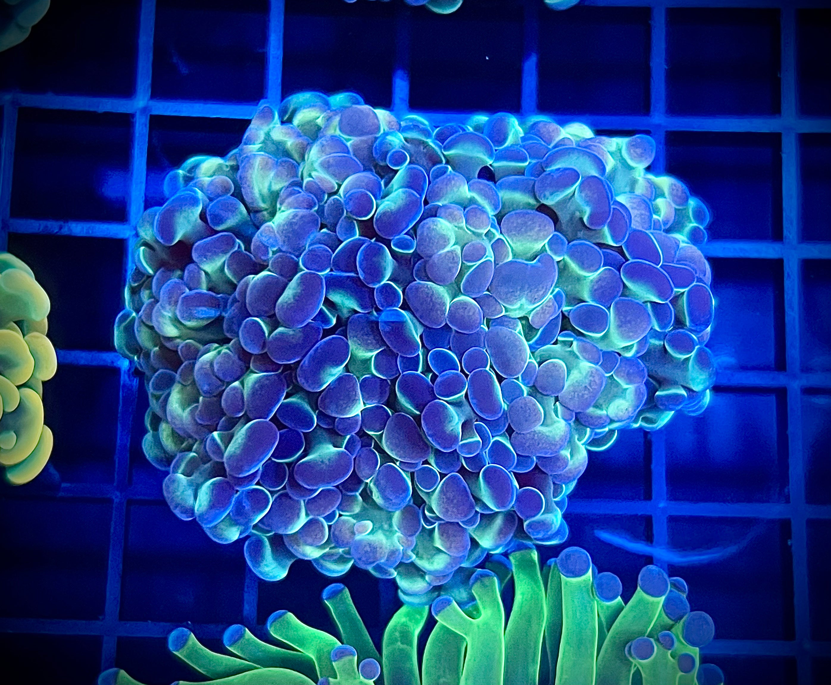 Hologram Hammer (WYSIWYG, multi-head)