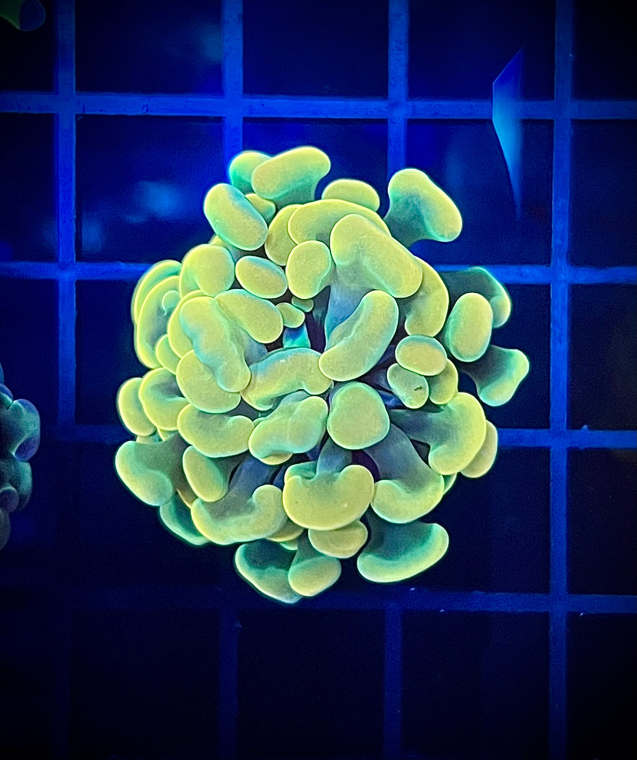 LCK Holy Grail Hammer (WYSIWYG)