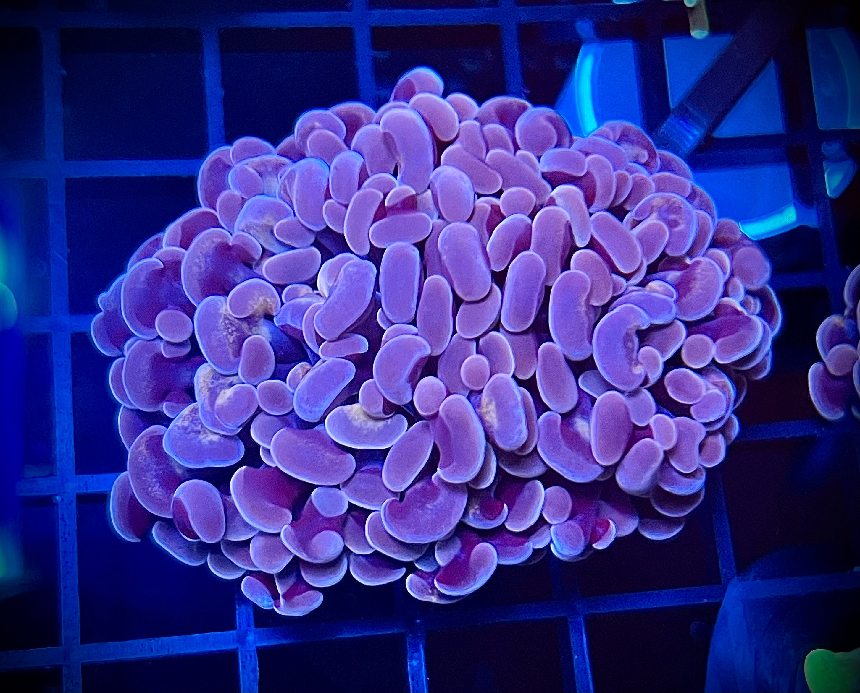 WWA Showman Hammer (WYSIWYG, multi-head)