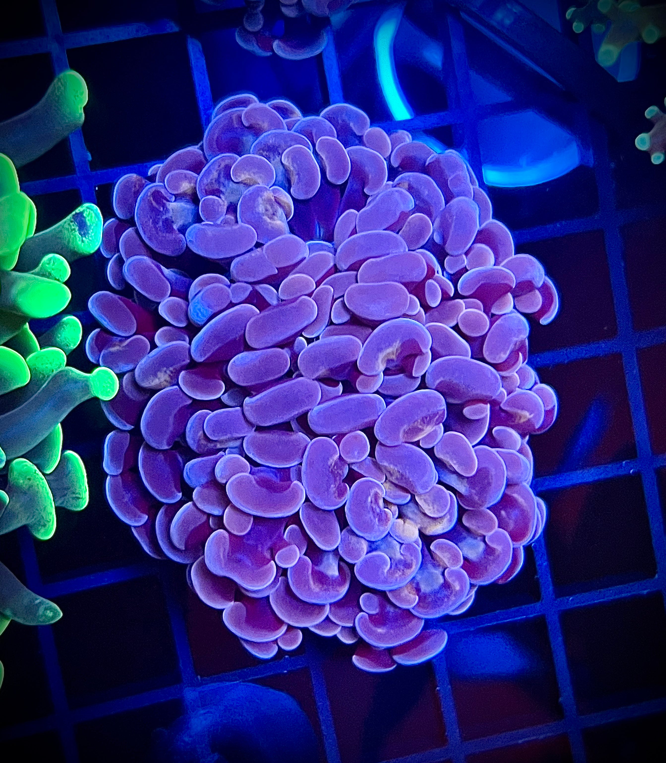 WWA Showman Hammer (WYSIWYG, multi-head)