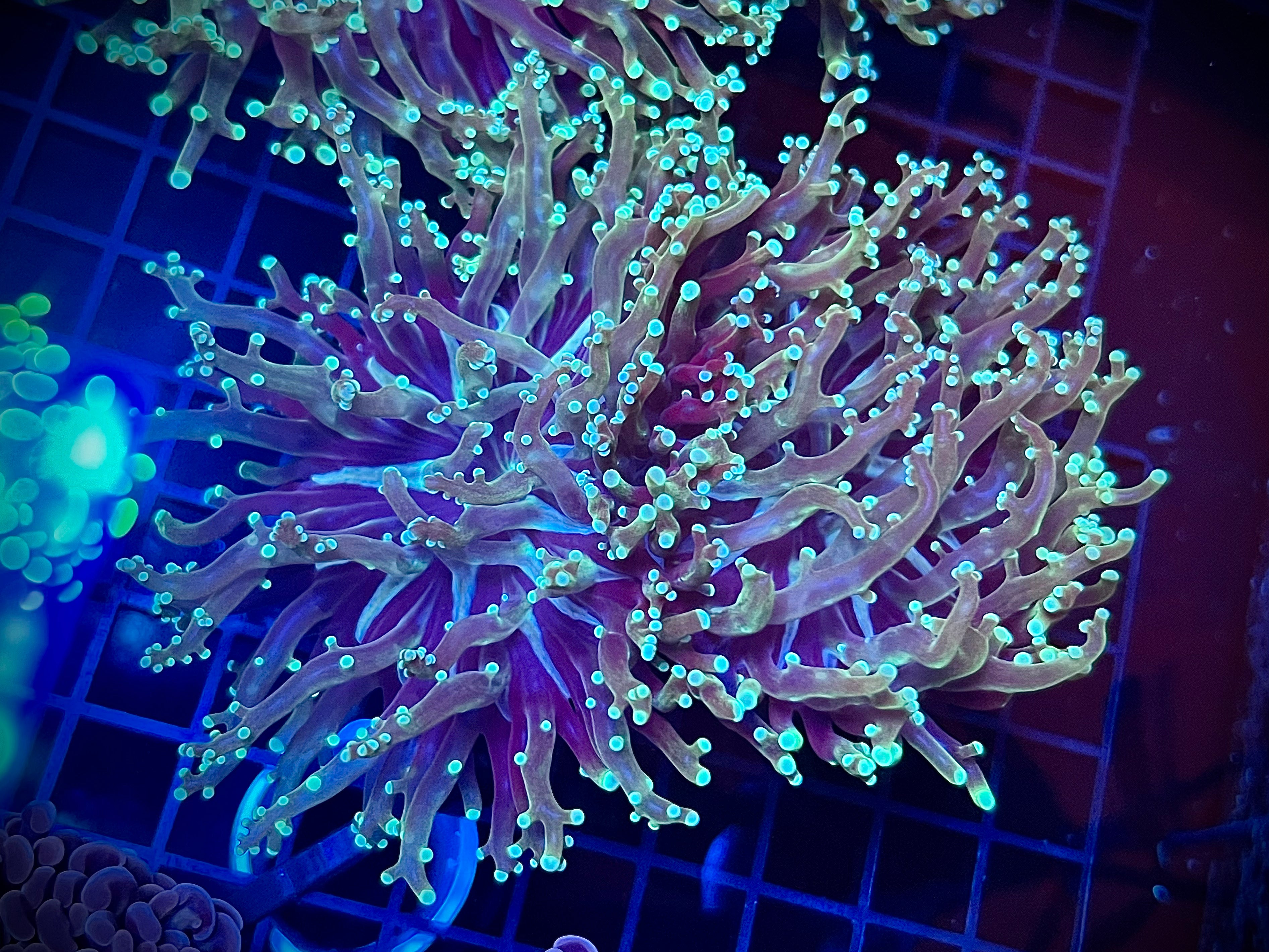 XL Green/Multi-Color Frogspawn (WYSIWYG)