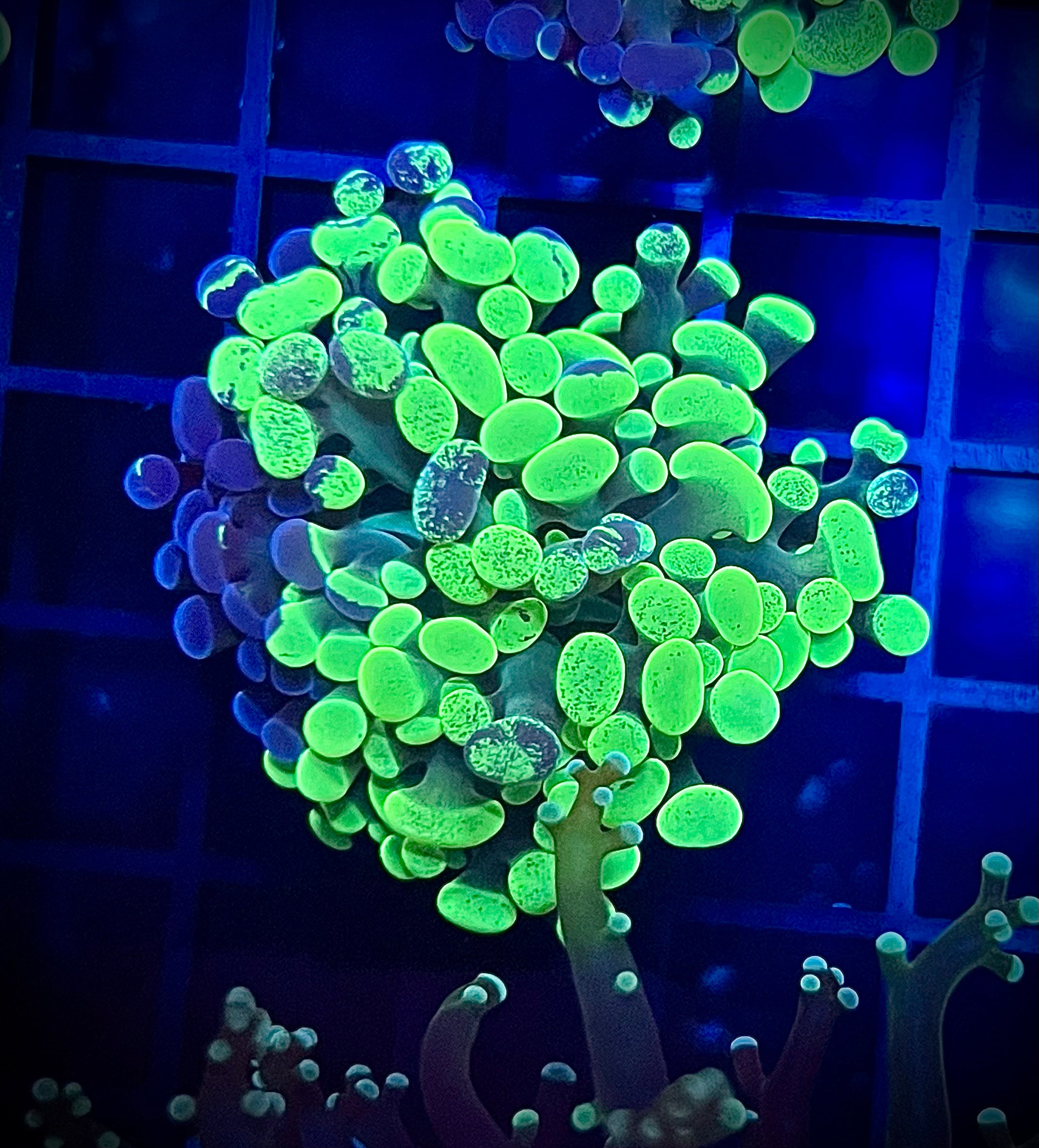 Toxic Splatter Hammer (WYSIWYG)