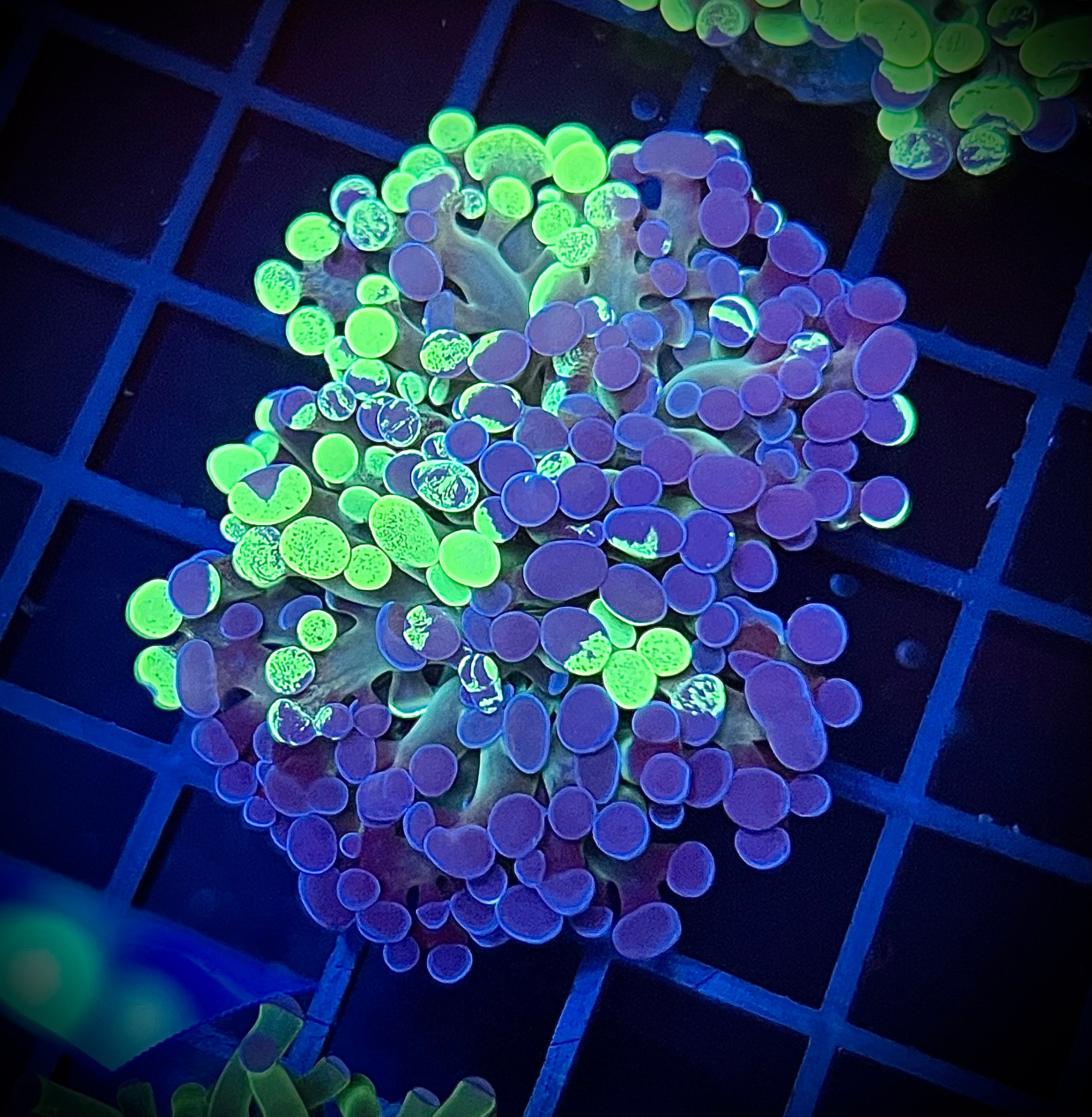 Toxic Splatter Hammer (WYSIWYG, multi-head)