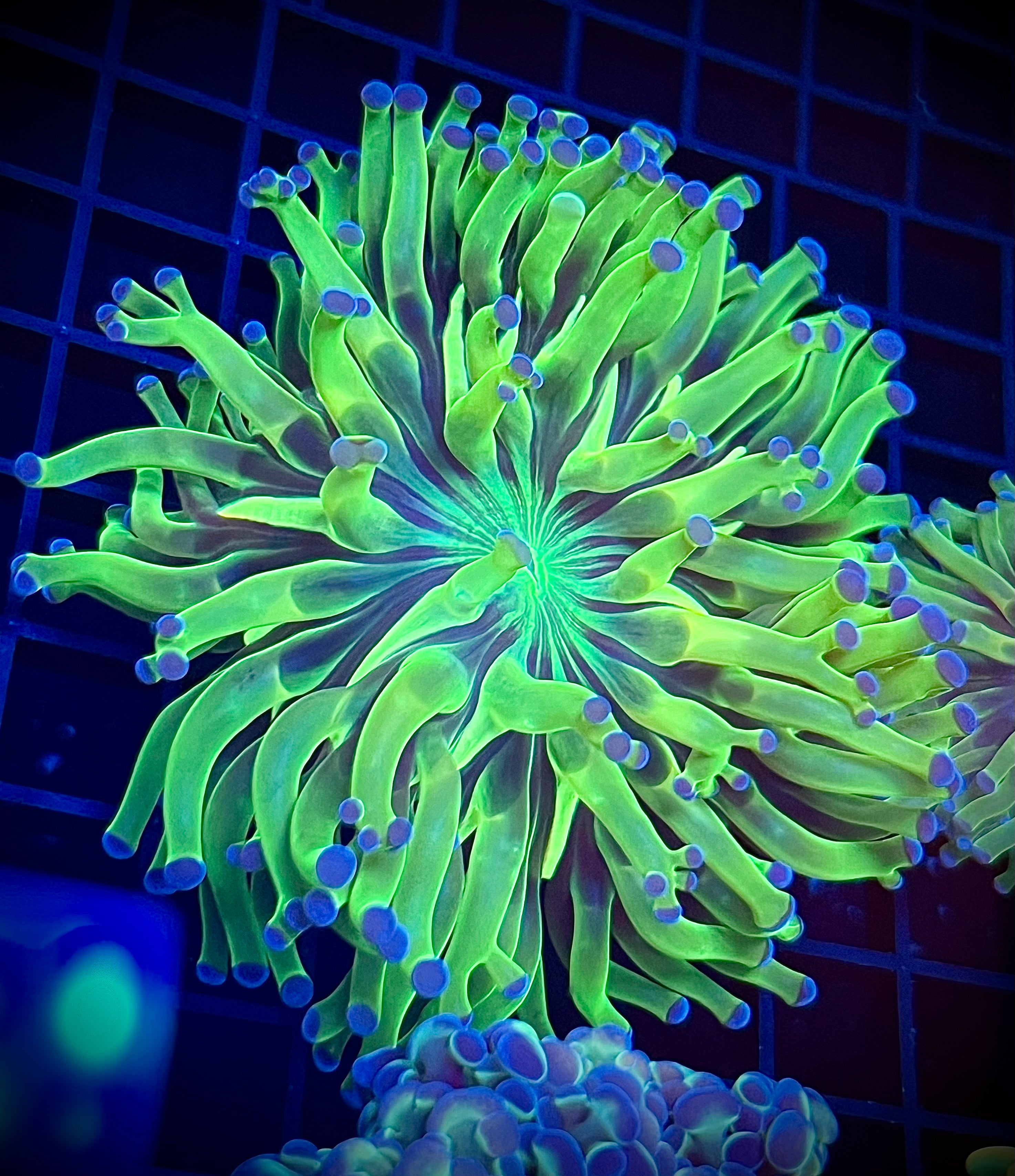 OG Frammer (WYSIWYG)