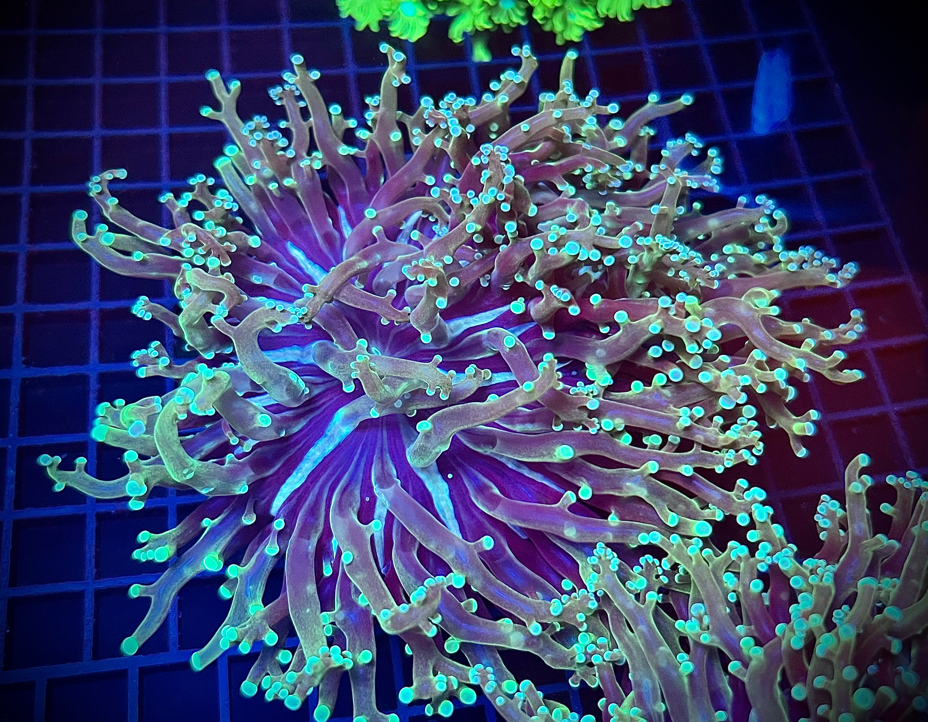 XL Green/Multi-Color Frogspawn (WYSIWYG, 2-head)