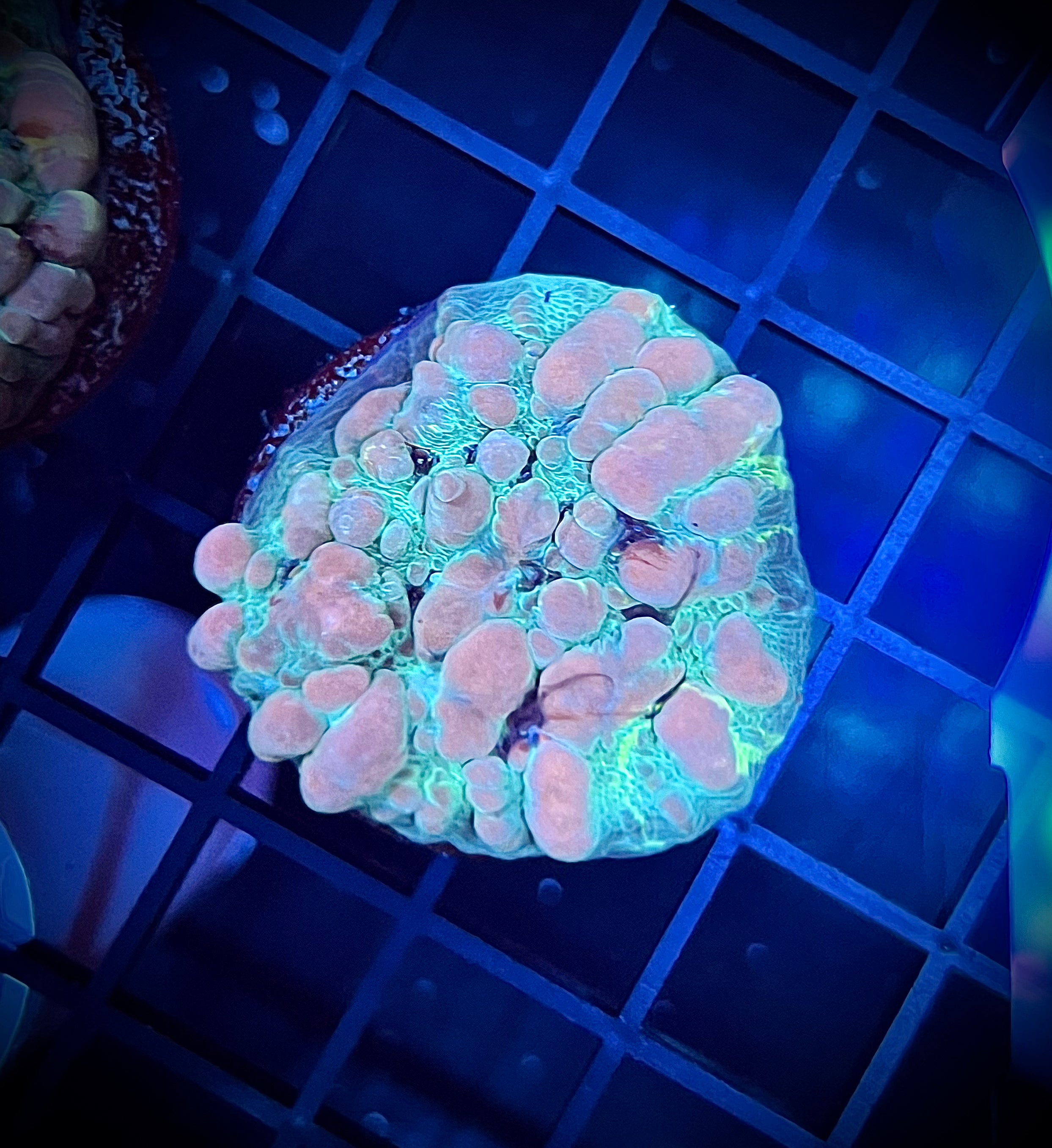 WWC Cosmic Candy Bounce Chalice (WYSIWYG)