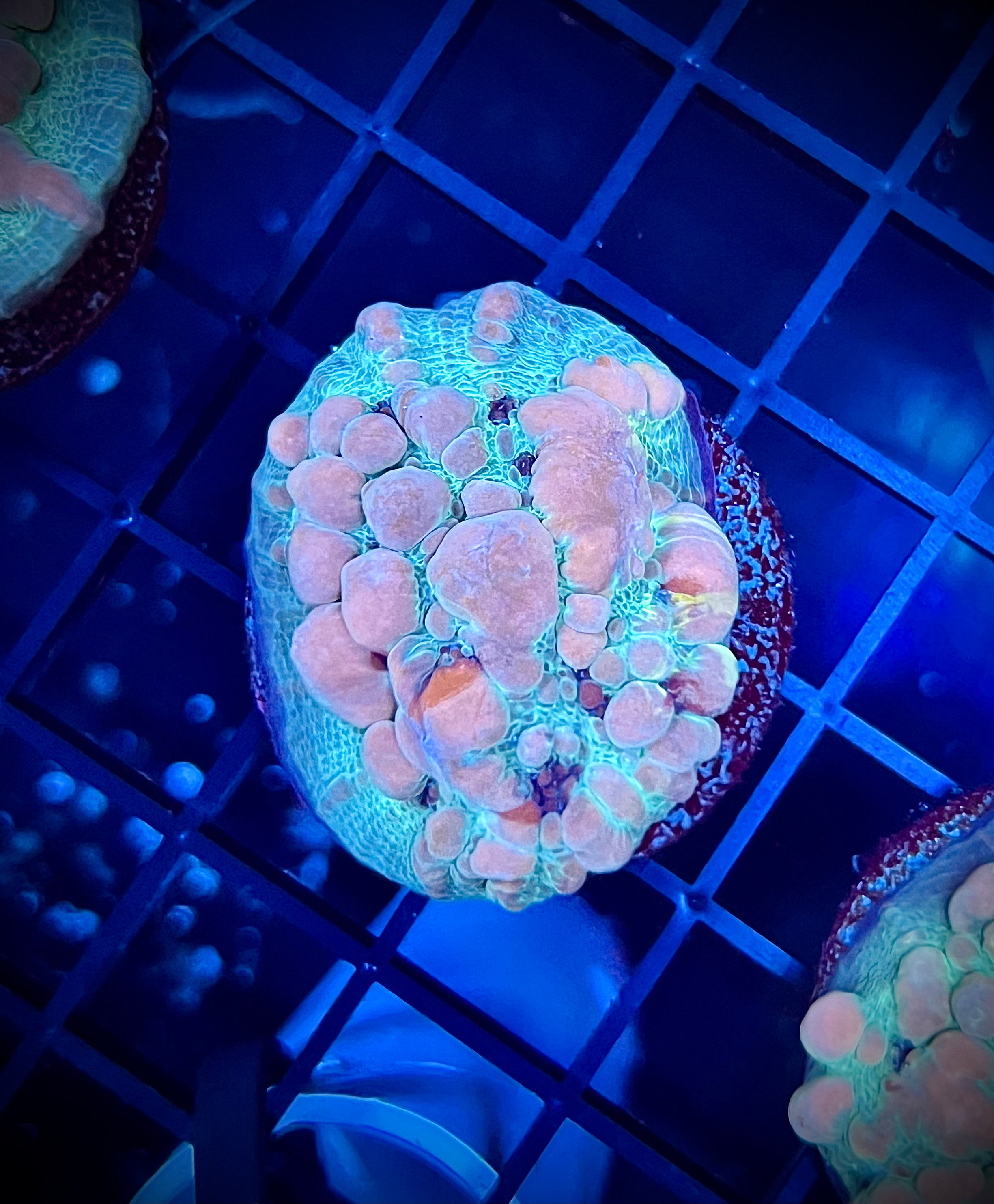 WWC Cosmic Candy Bounce Chalice (WYSIWYG)