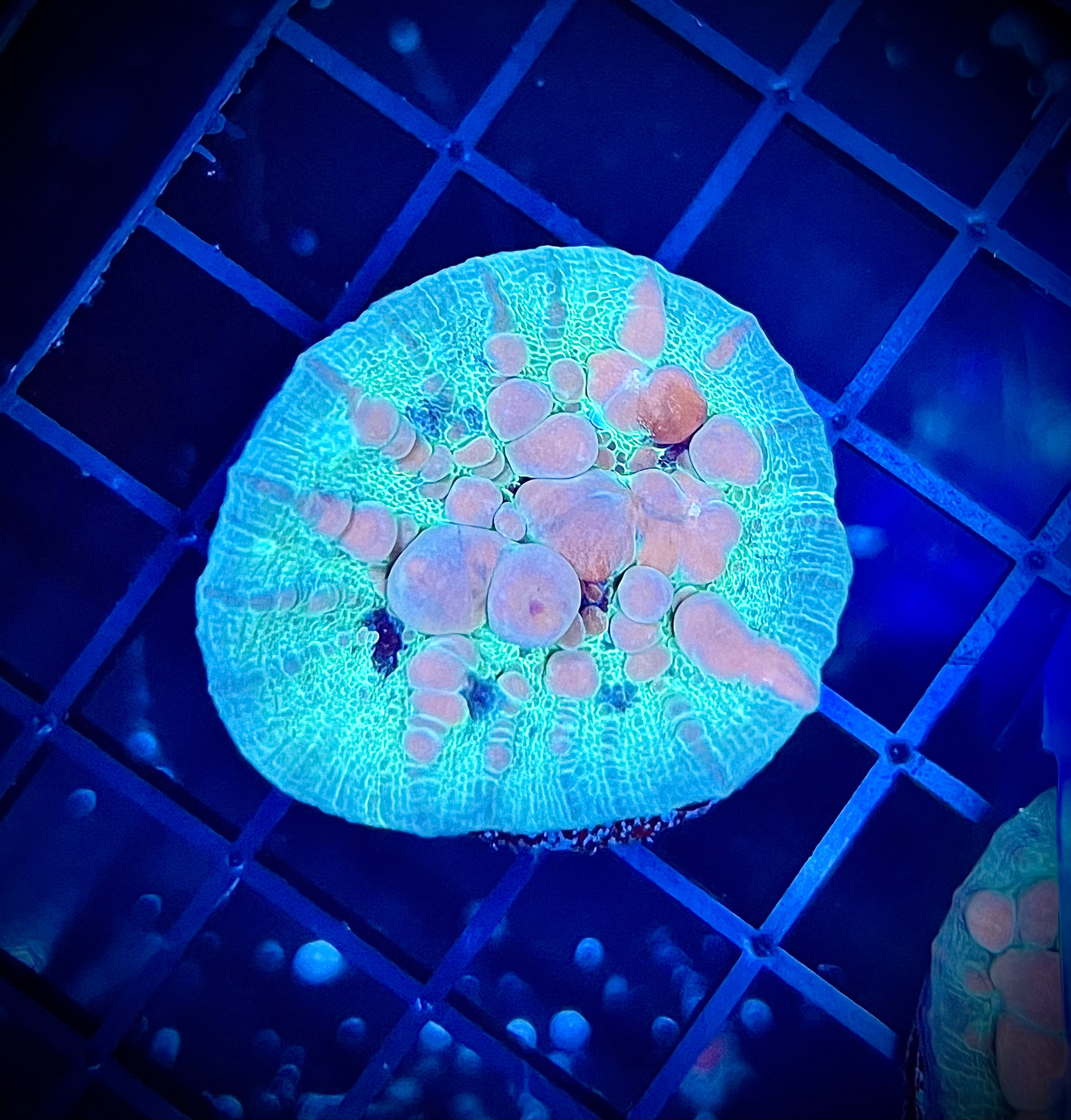 WWC Cosmic Candy Bounce Chalice (WYSIWYG)