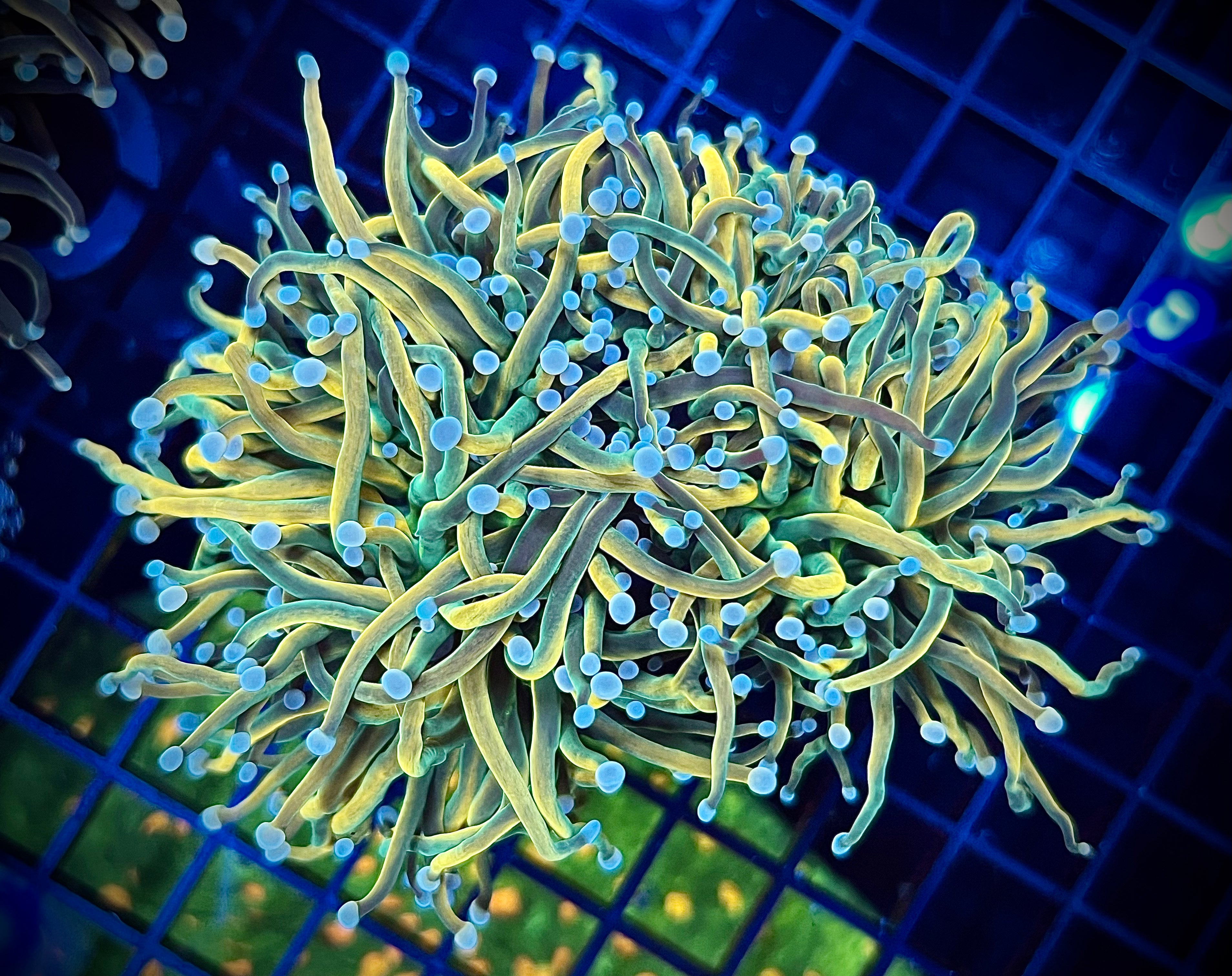 TSA Holy Grail Torch (WYSIWYG, 2.5 heads)