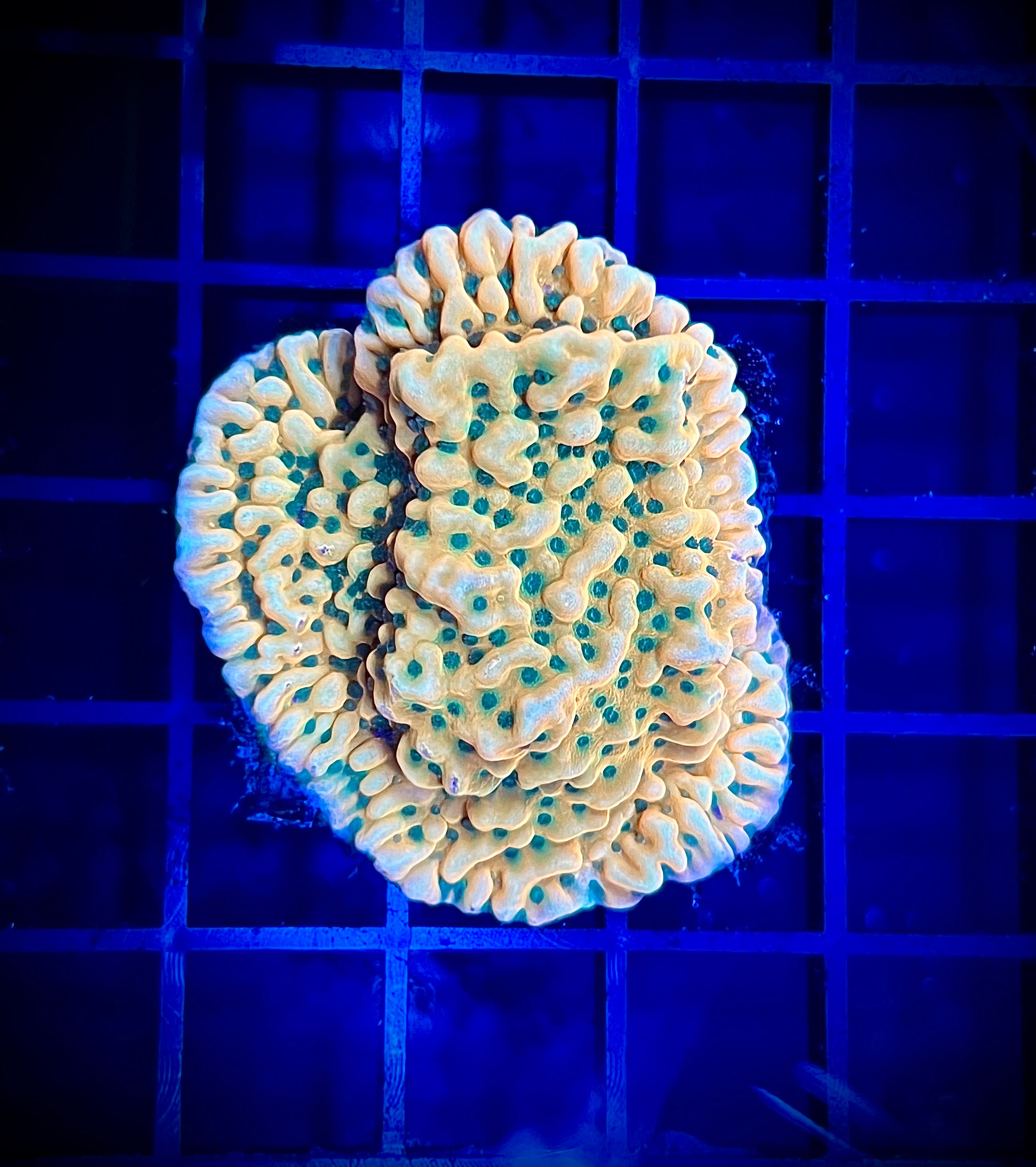 Beach Bum Montipora (WYSIWYG)