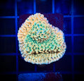 Beach Bum Montipora (WYSIWYG)