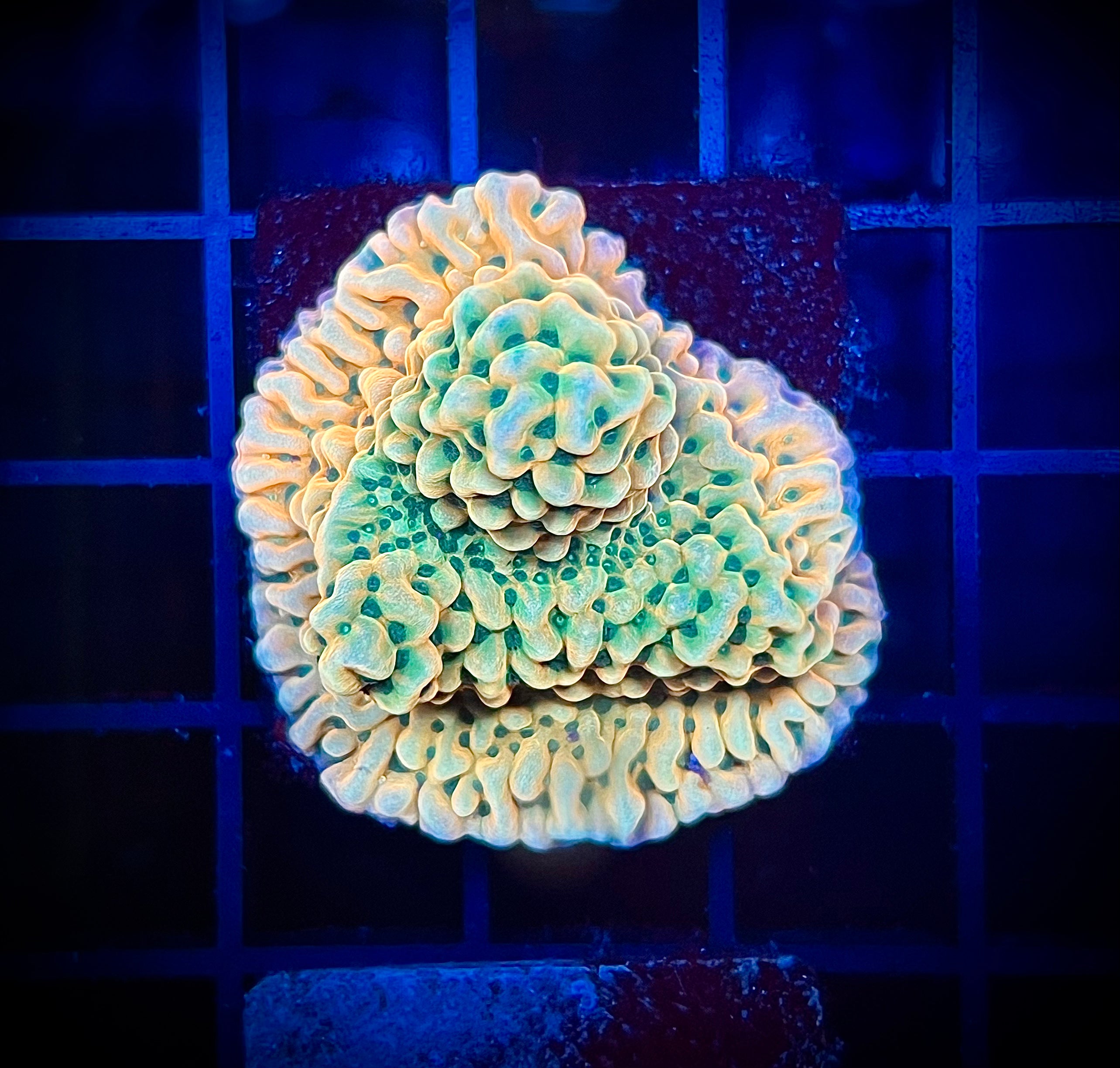 Beach Bum Montipora (WYSIWYG)