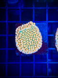 Beach Bum Montipora (WYSIWYG)