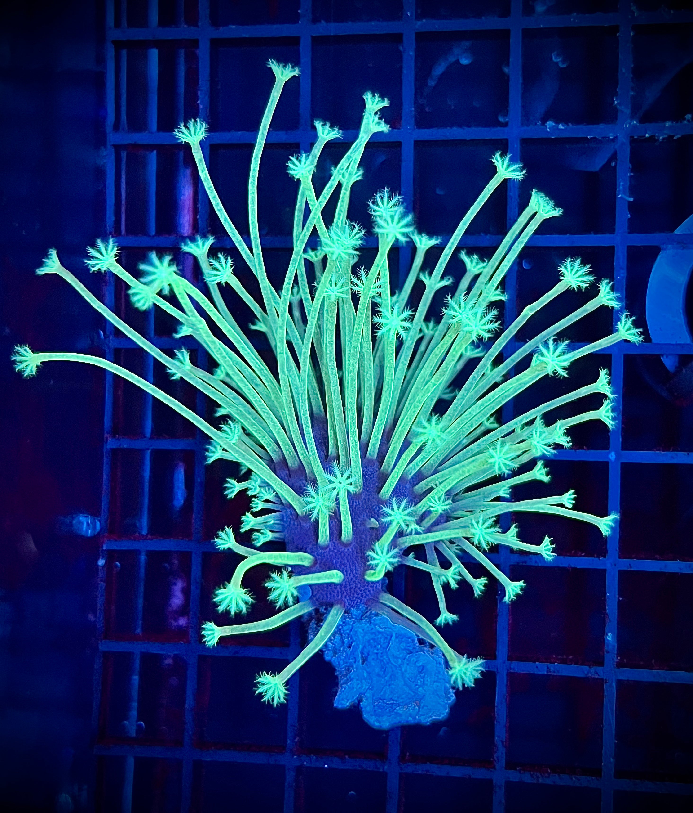 Japanese Long-Tentacle Toadstool Leather (WYSIWYG)