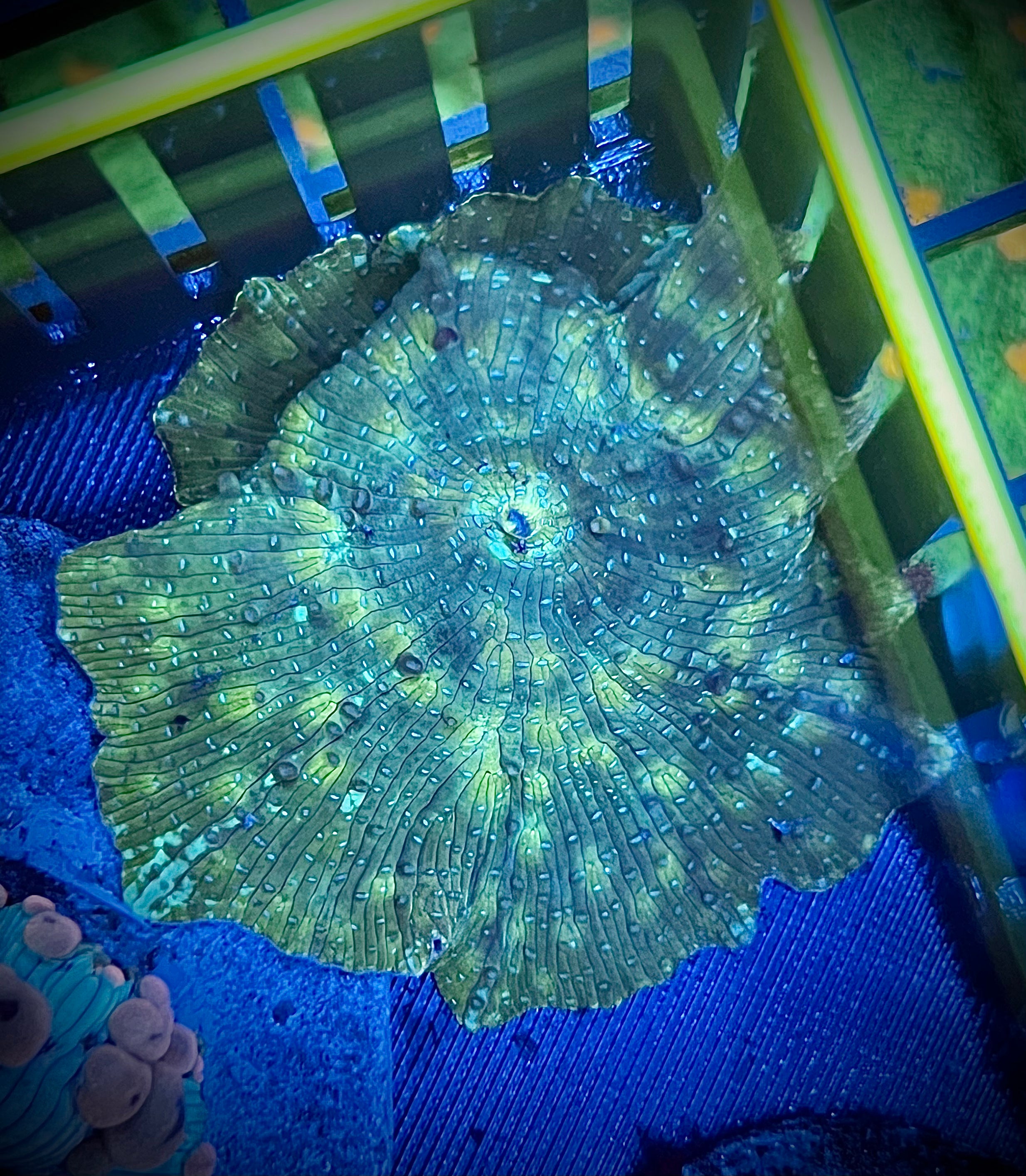 Green Spotted Discosoma Mushroom (WYSIWYG)