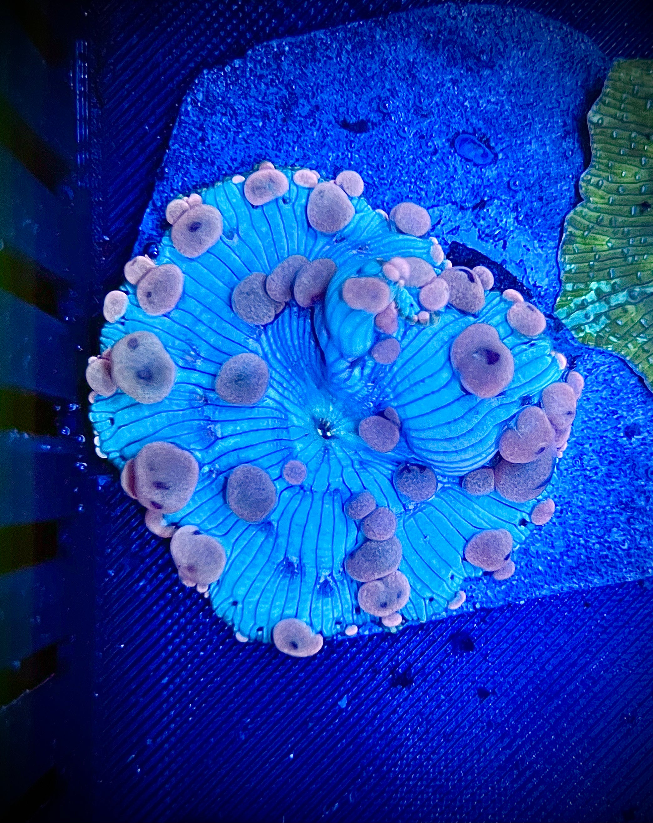 Neptune Bounce Mushroom (WYSIWYG)