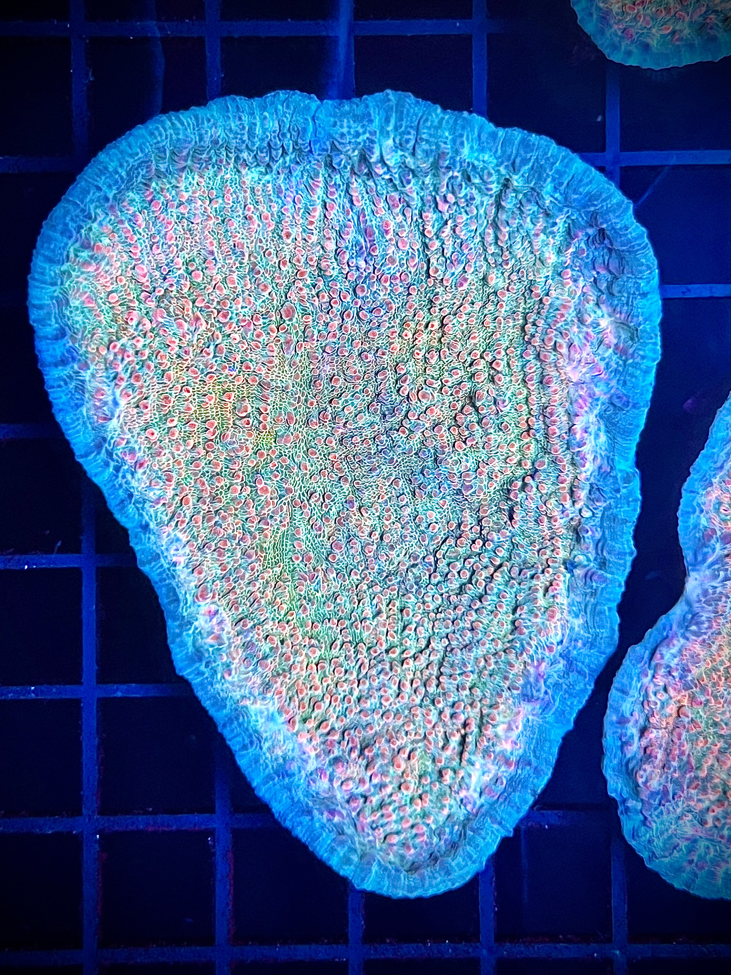 GSC Livid Chalice (WYSIWYG)