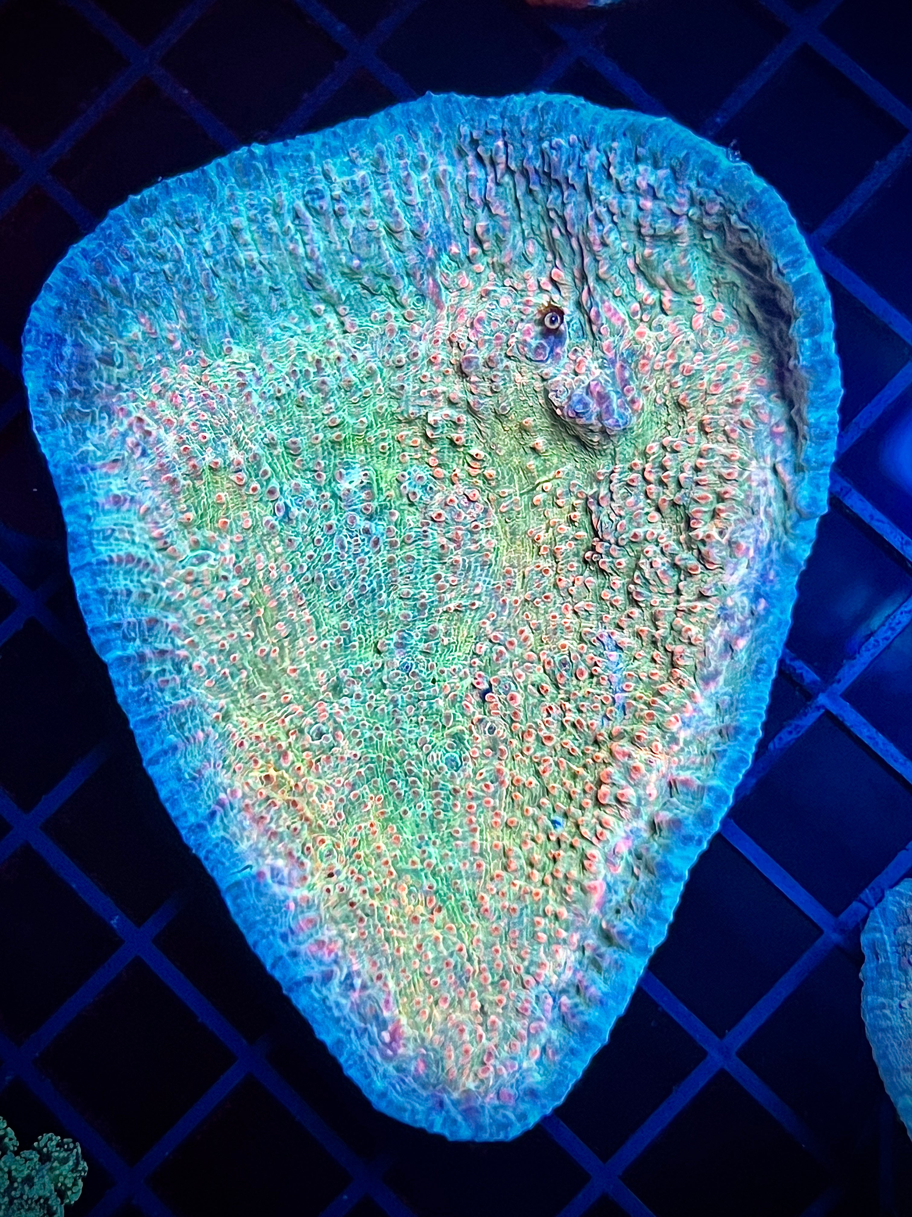 GSC Livid Chalice (WYSIWYG)