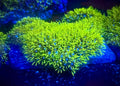 Green Star Polyp (WYSIWYG)