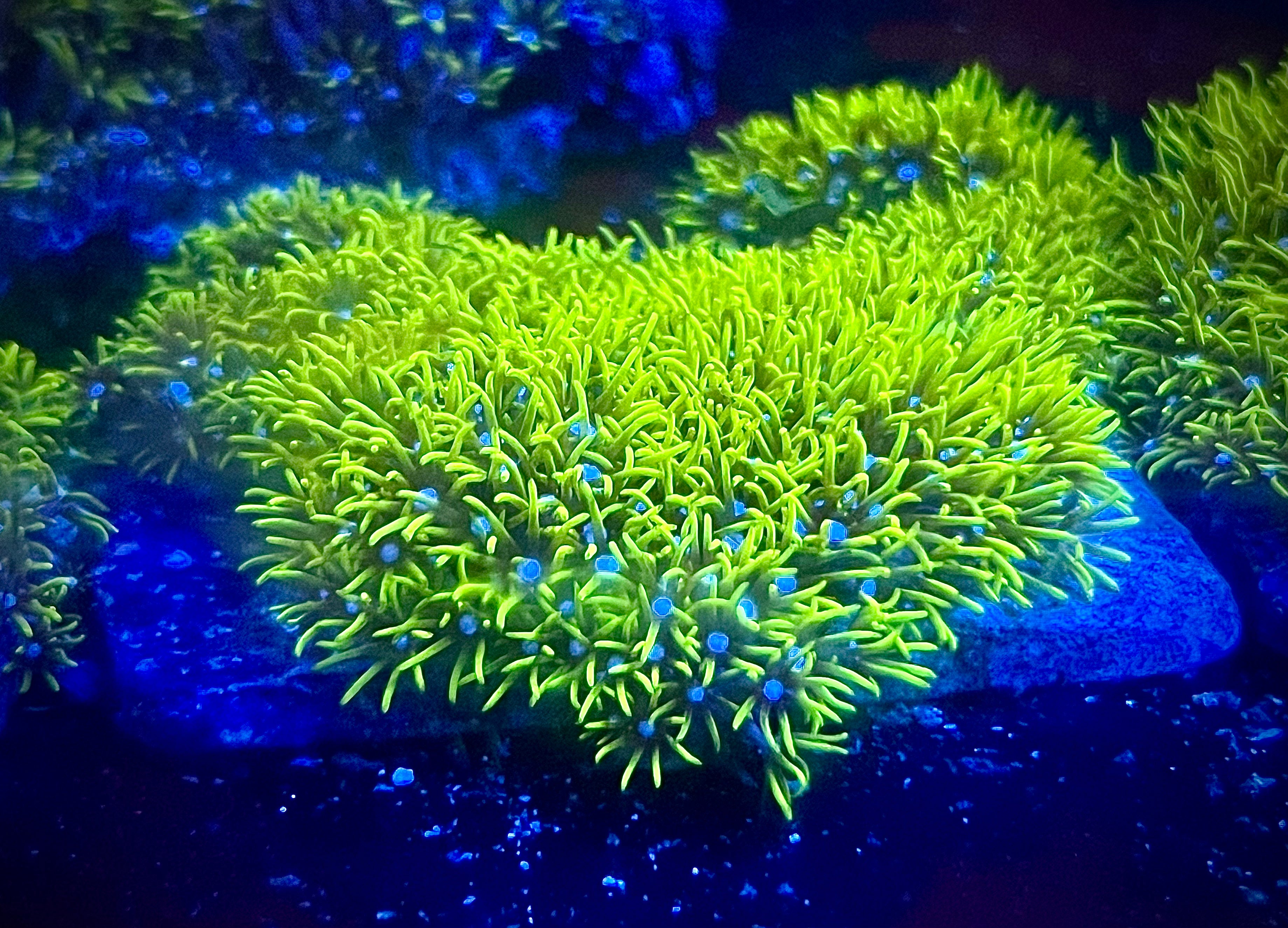Green Star Polyp (WYSIWYG)