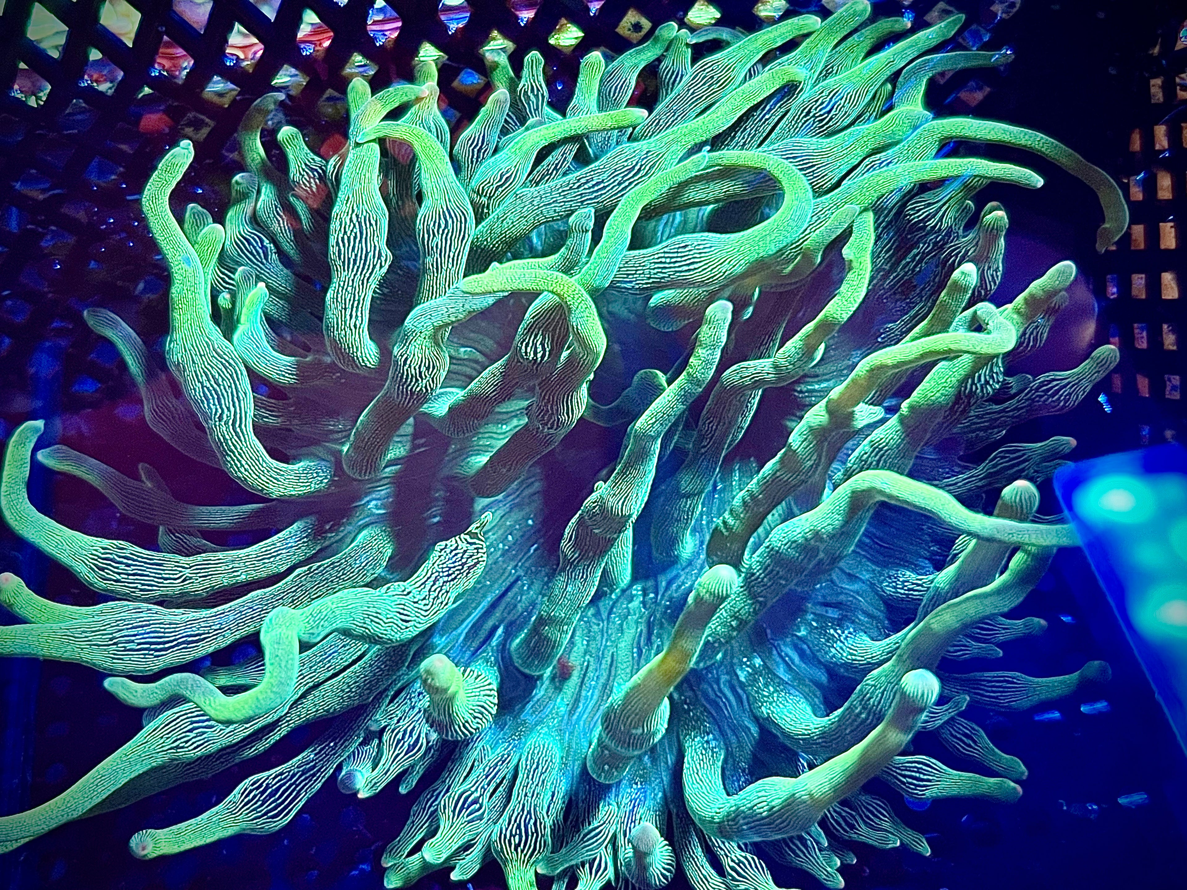 WWA Chernobyl Bubble Tip Anemone (WYSIWYG, 8"+)