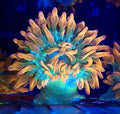Rainbow Bubble Tip Anemone (WYSIWYG, 3-4")