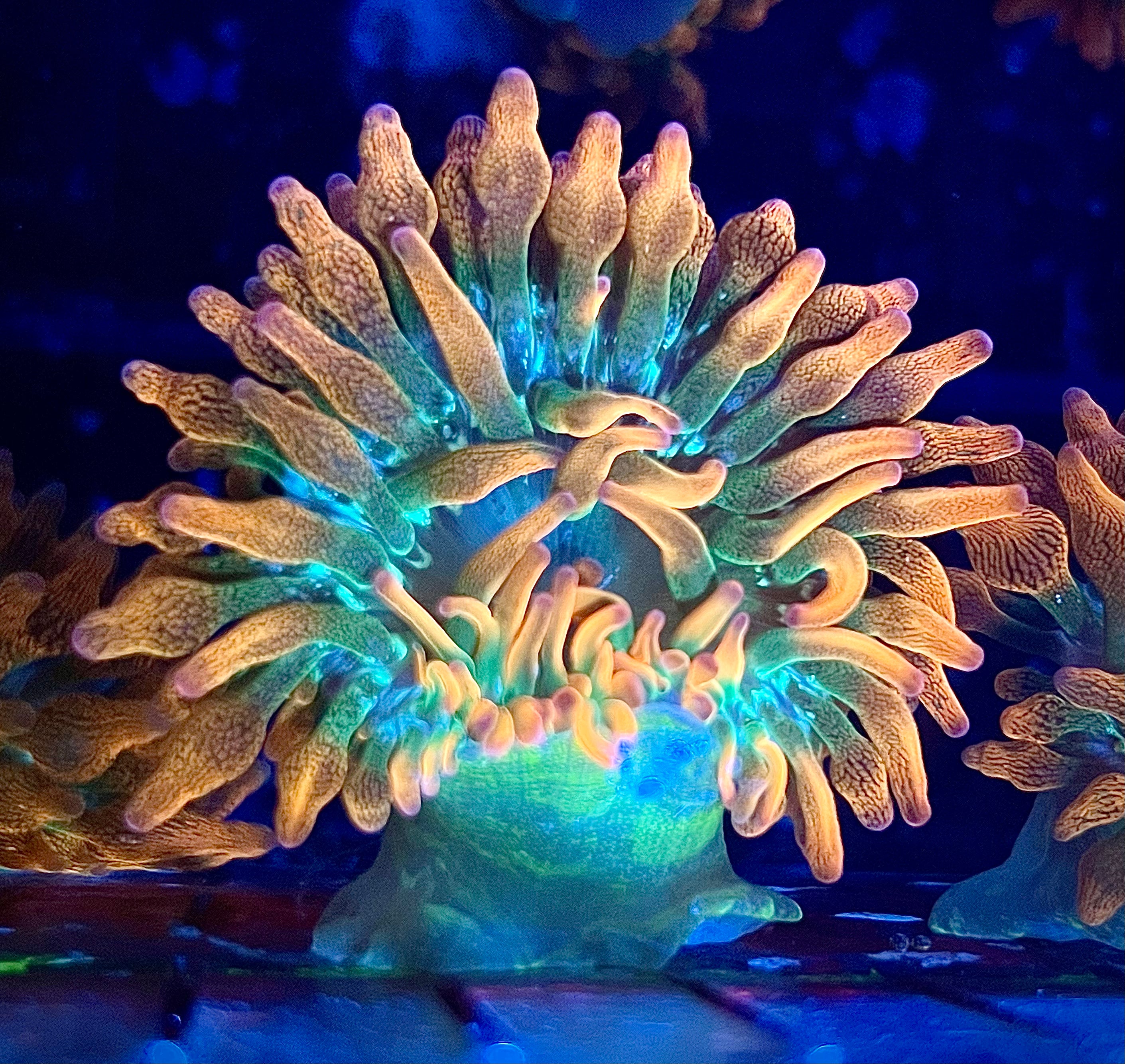 Rainbow Bubble Tip Anemone (WYSIWYG, 3-4")