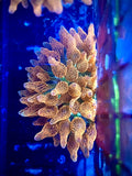 Rainbow Bubble Tip Anemone (WYSIWYG, 3-4")