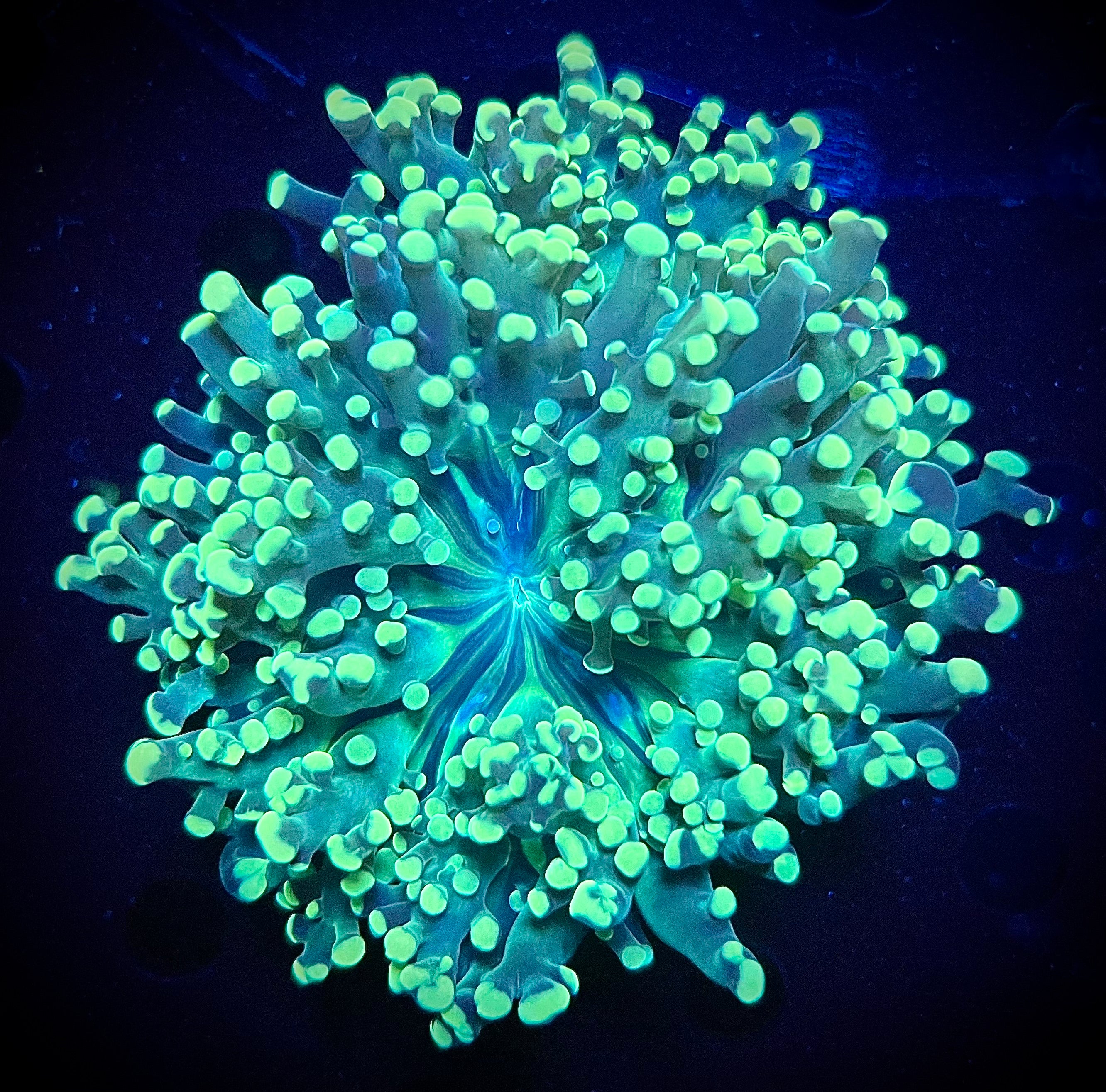 Neon Frogspawn (WYSIWYG)