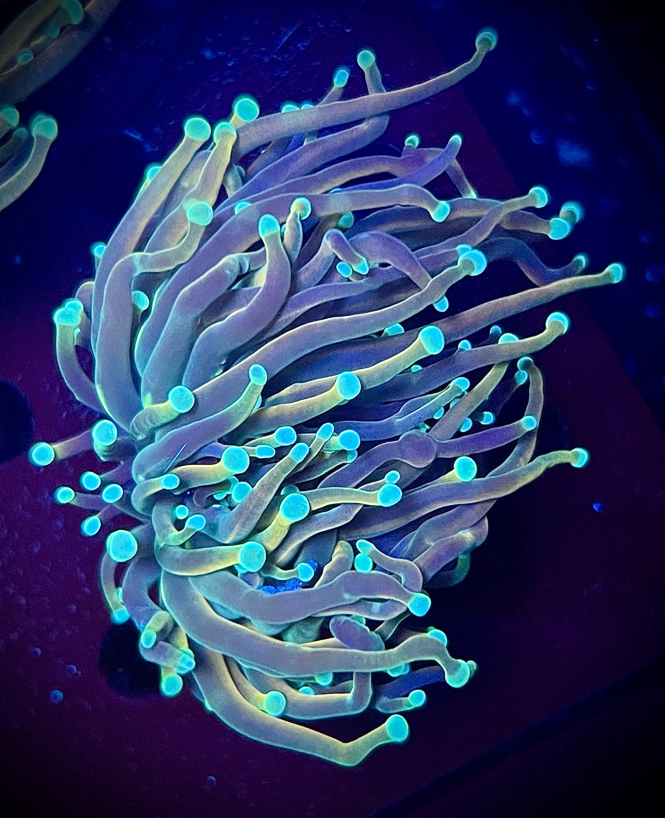 Jester Torch (WYSIWYG)