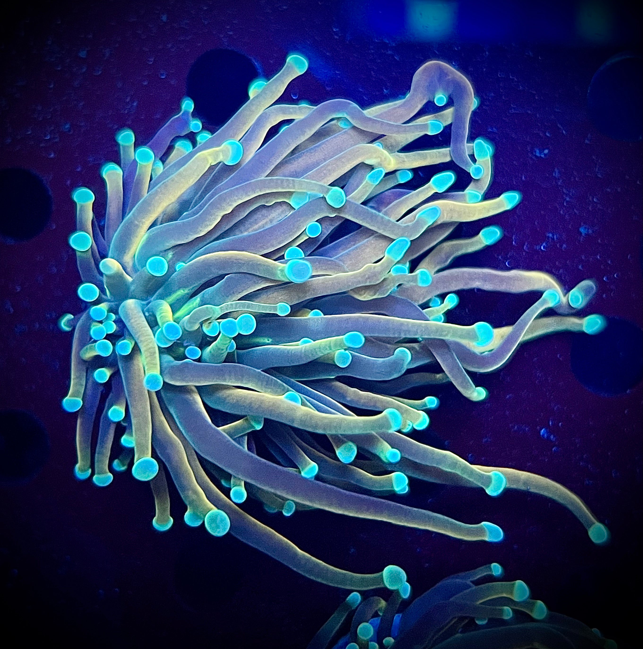 Jester Torch (WYSIWYG)