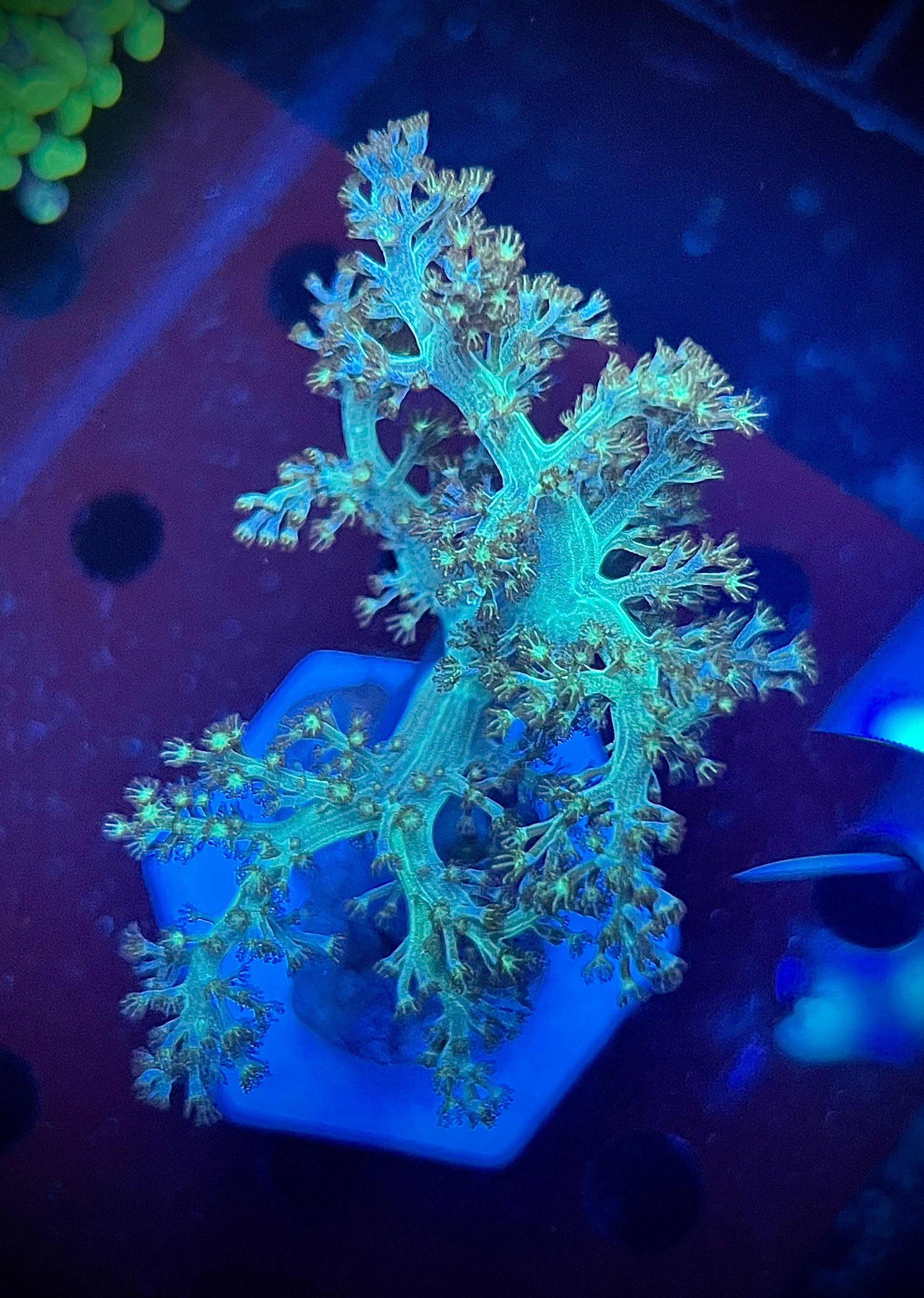 Kenya Tree Leather (WYSIWYG)