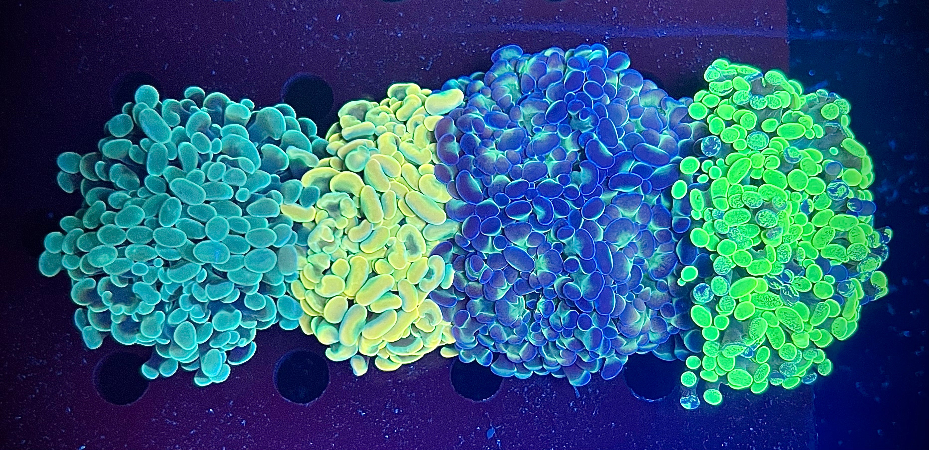 Baller Hammer Pack #1 (WYSIWYG)