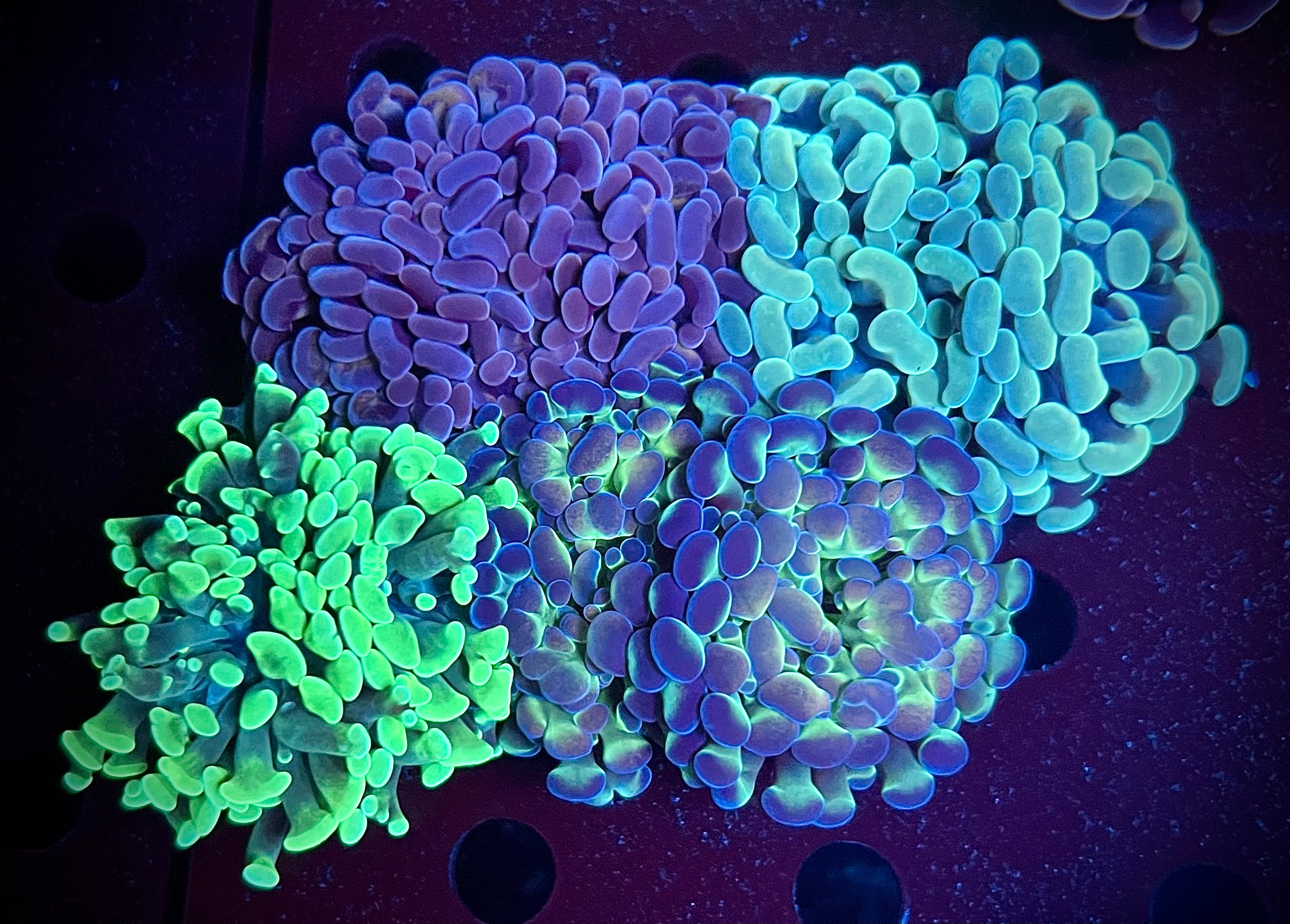 Hammer Garden Pack #2 (WYSIWYG)