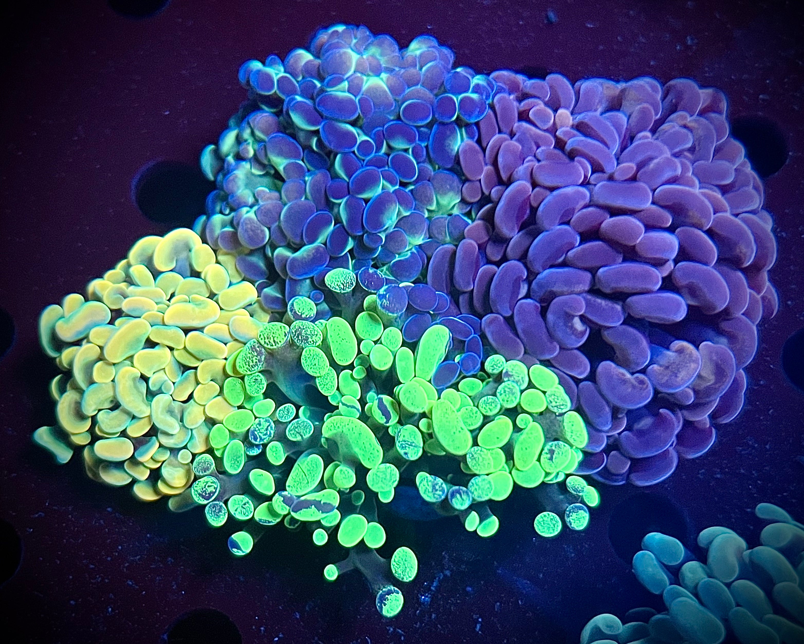 Baller Hammer Pack #2 (WYSIWYG)