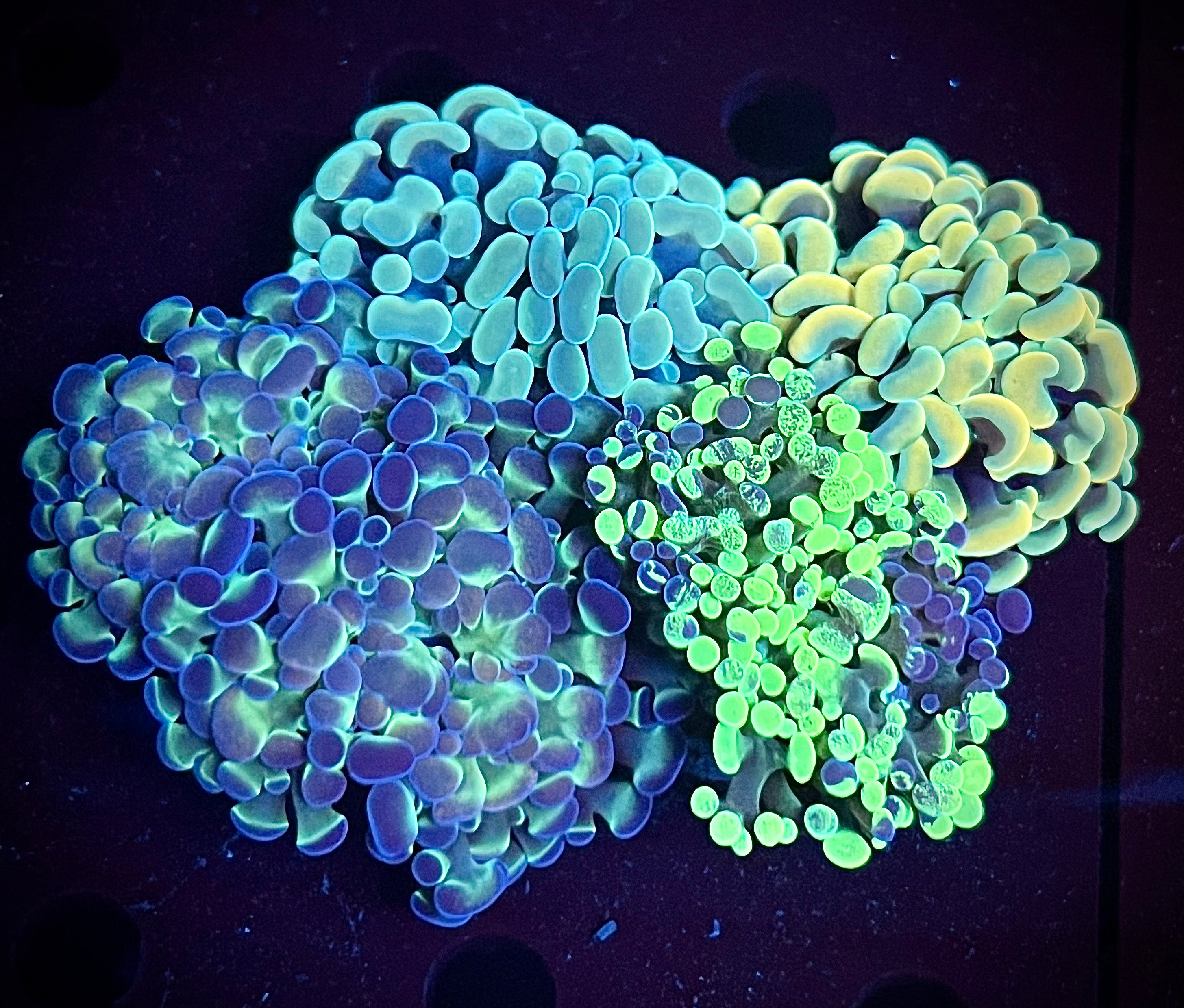 Hammer Garden Pack #3 (WYSIWYG)