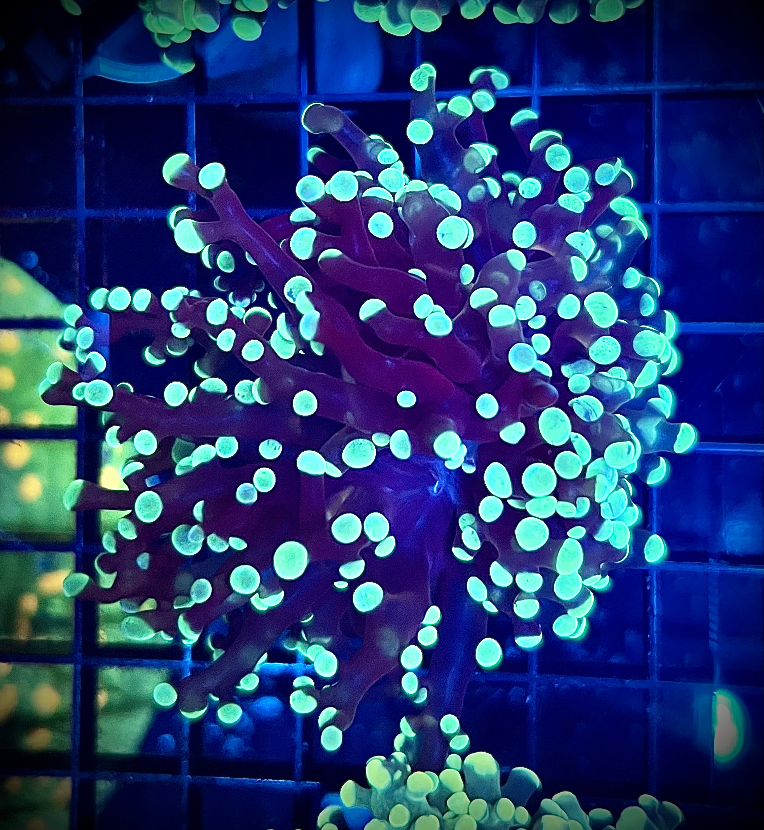 Green Frogspawn (WYSIWYG)