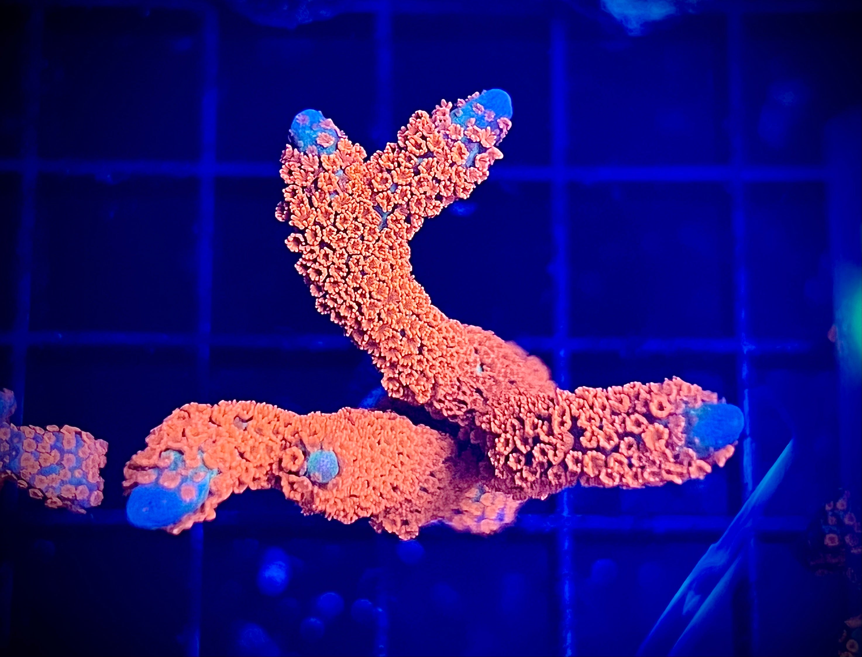 WWC Forest Fire Digitada (WYSIWYG)