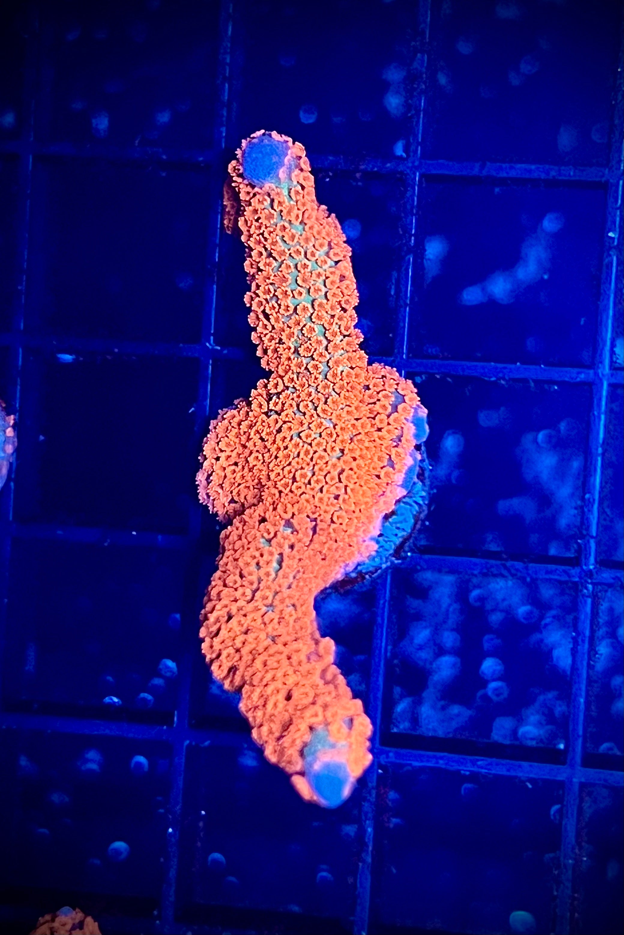 WWC Forest Fire Digitada (WYSIWYG)