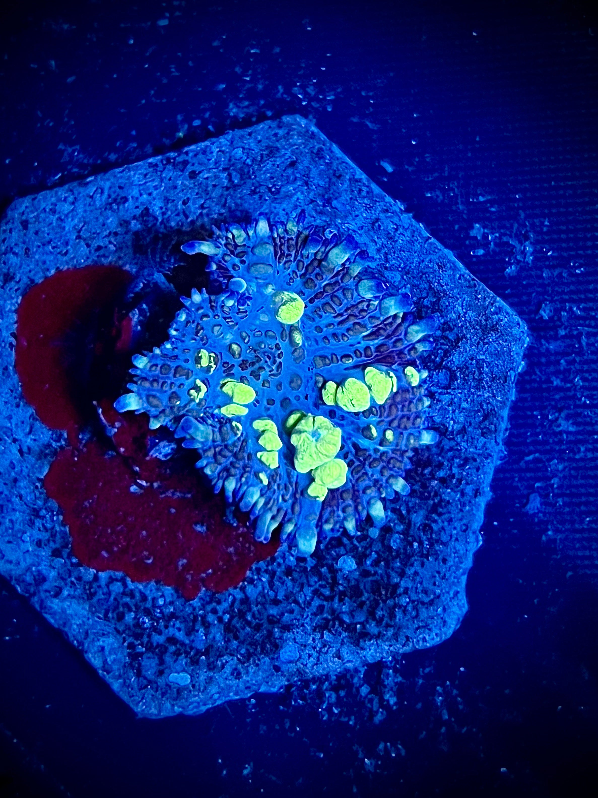 Uranium Bounce Mushroom (WYSIWYG)