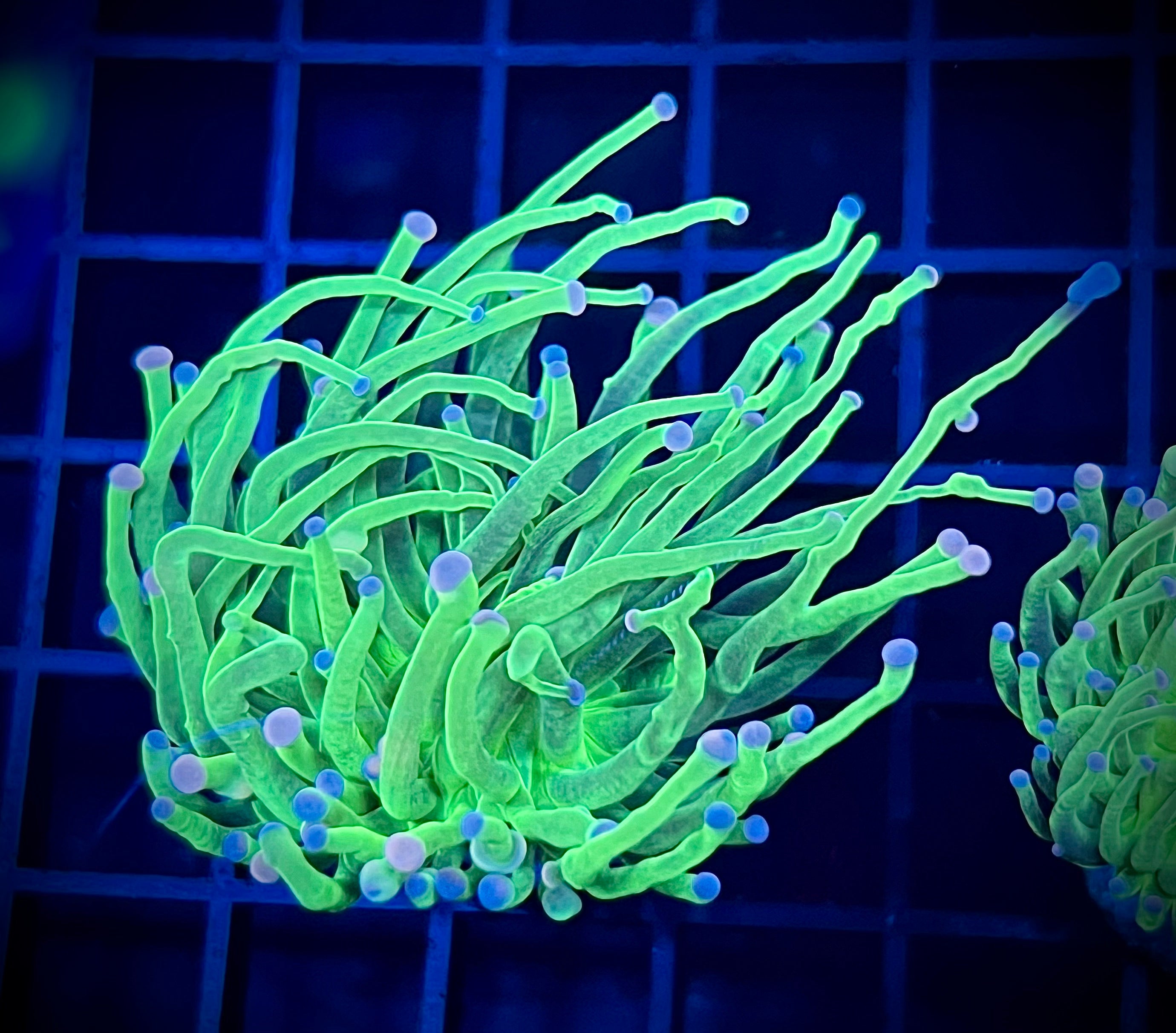 Todd's/Cotton Candy Torch (WYSIWYG)