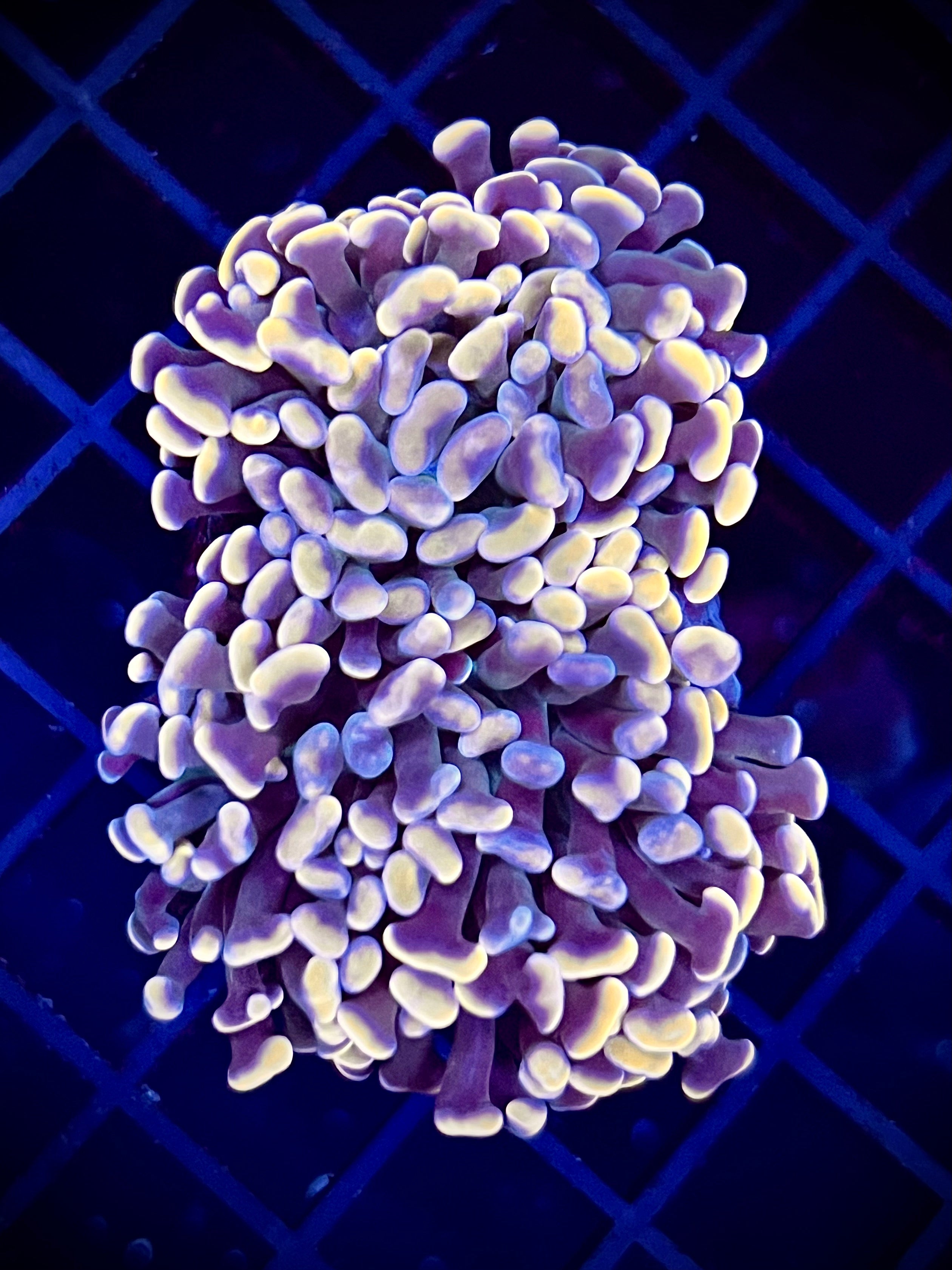 Vietnamese Orange/Pink Hammer (WYSIWYG)