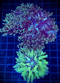 XL Multi-Color Frogspawn/OG Frammer Pair (WYSIWYG)