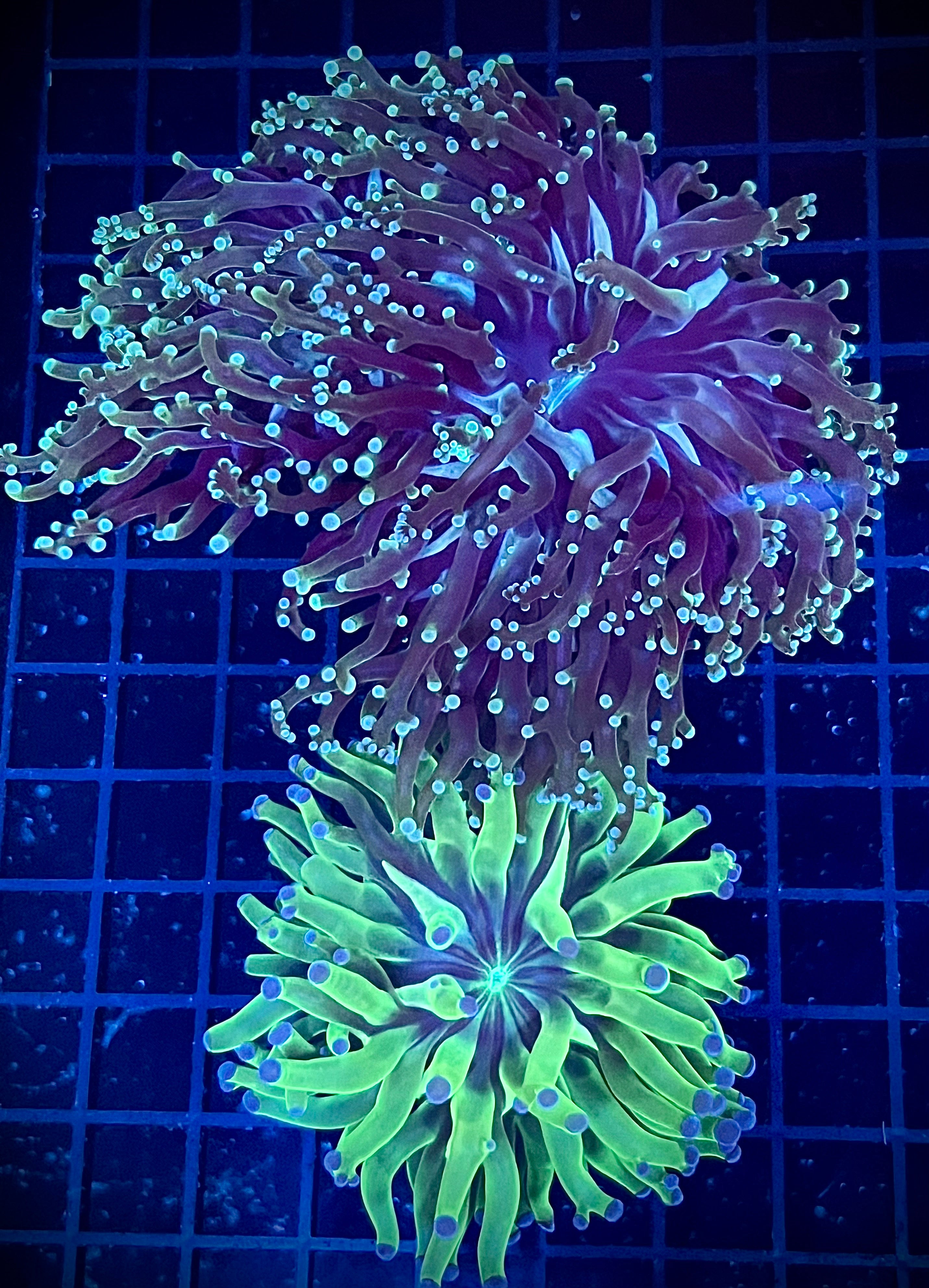 XL Multi-Color Frogspawn/OG Frammer Pair (WYSIWYG)
