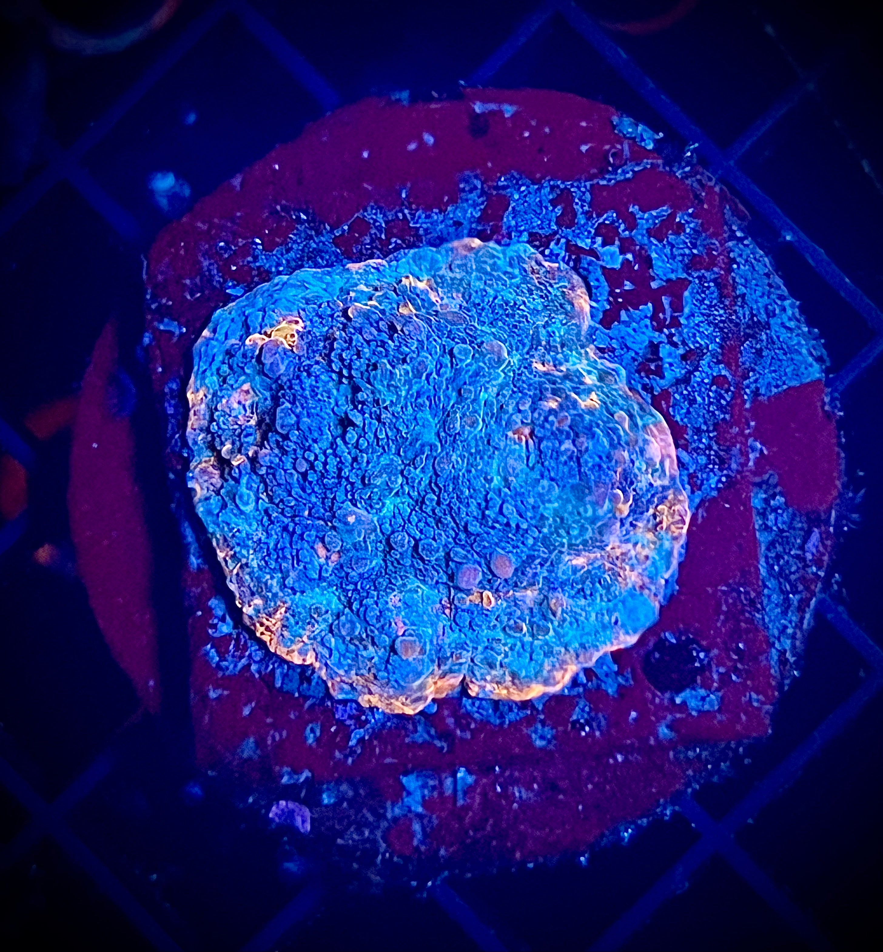 ECC Unicorn Poop Chalice (WYSIWYG)