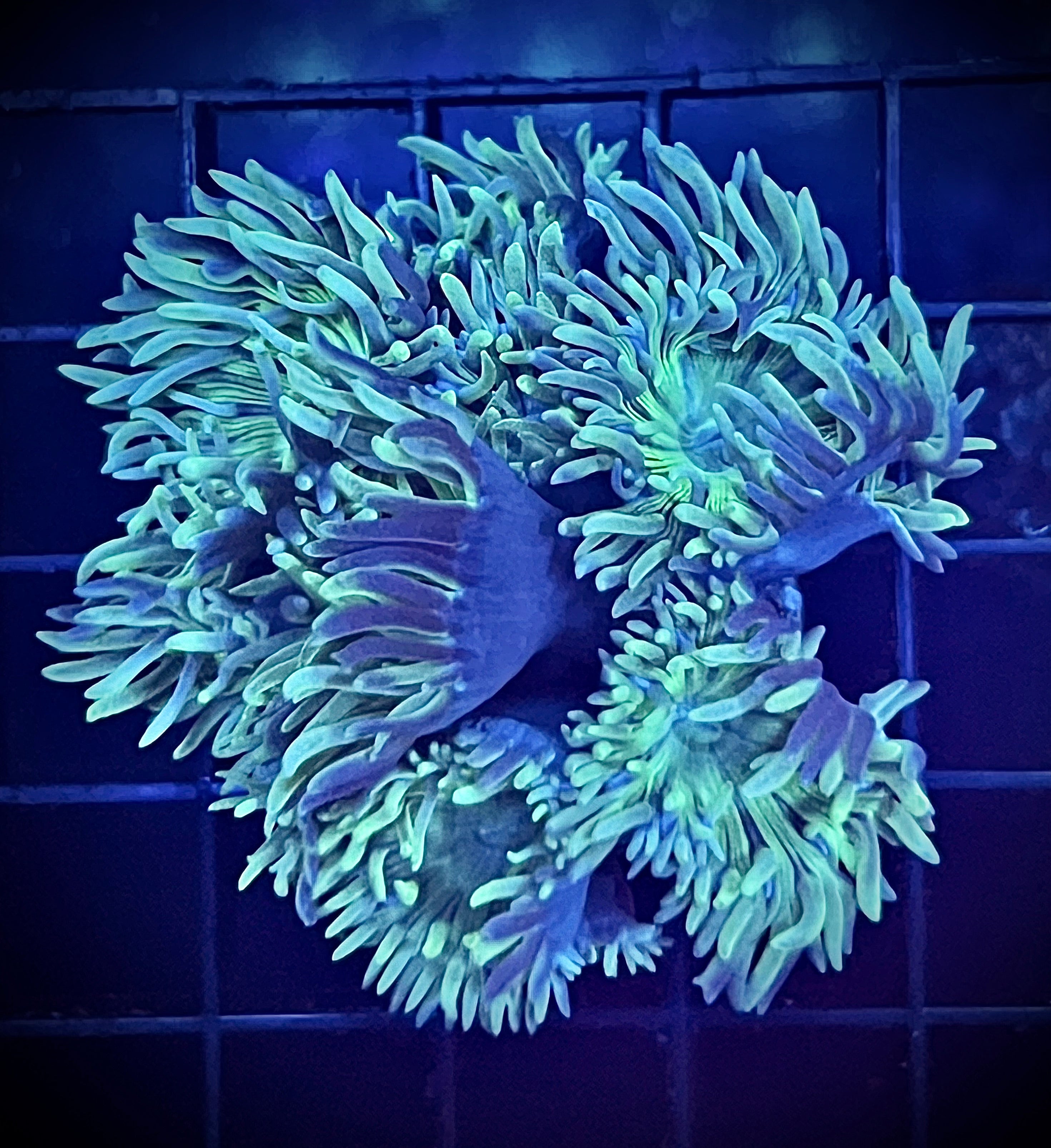 Green Duncan (WYSIWYG)