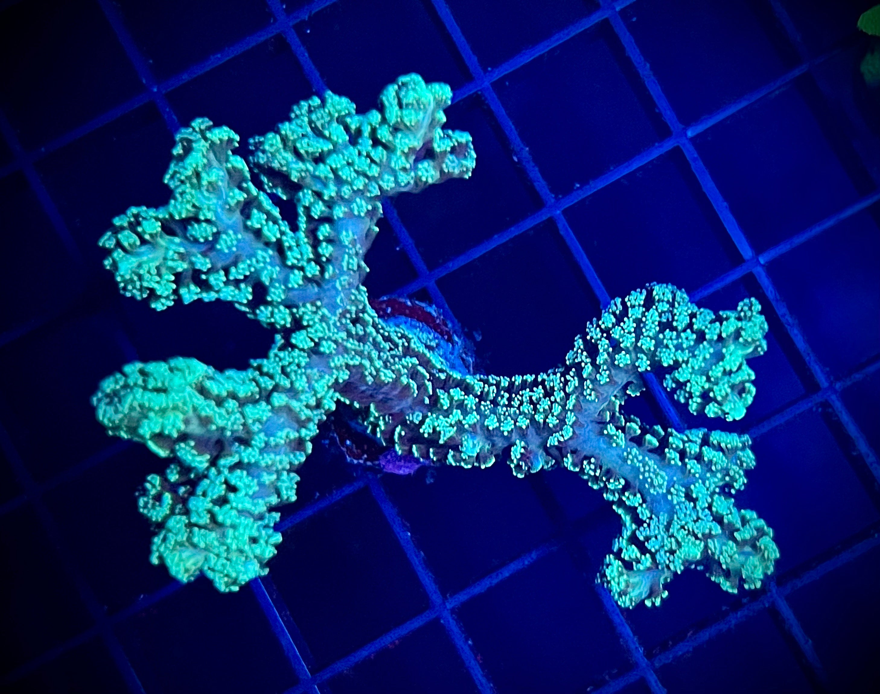 Green Birdsnest (WYSIWYG)